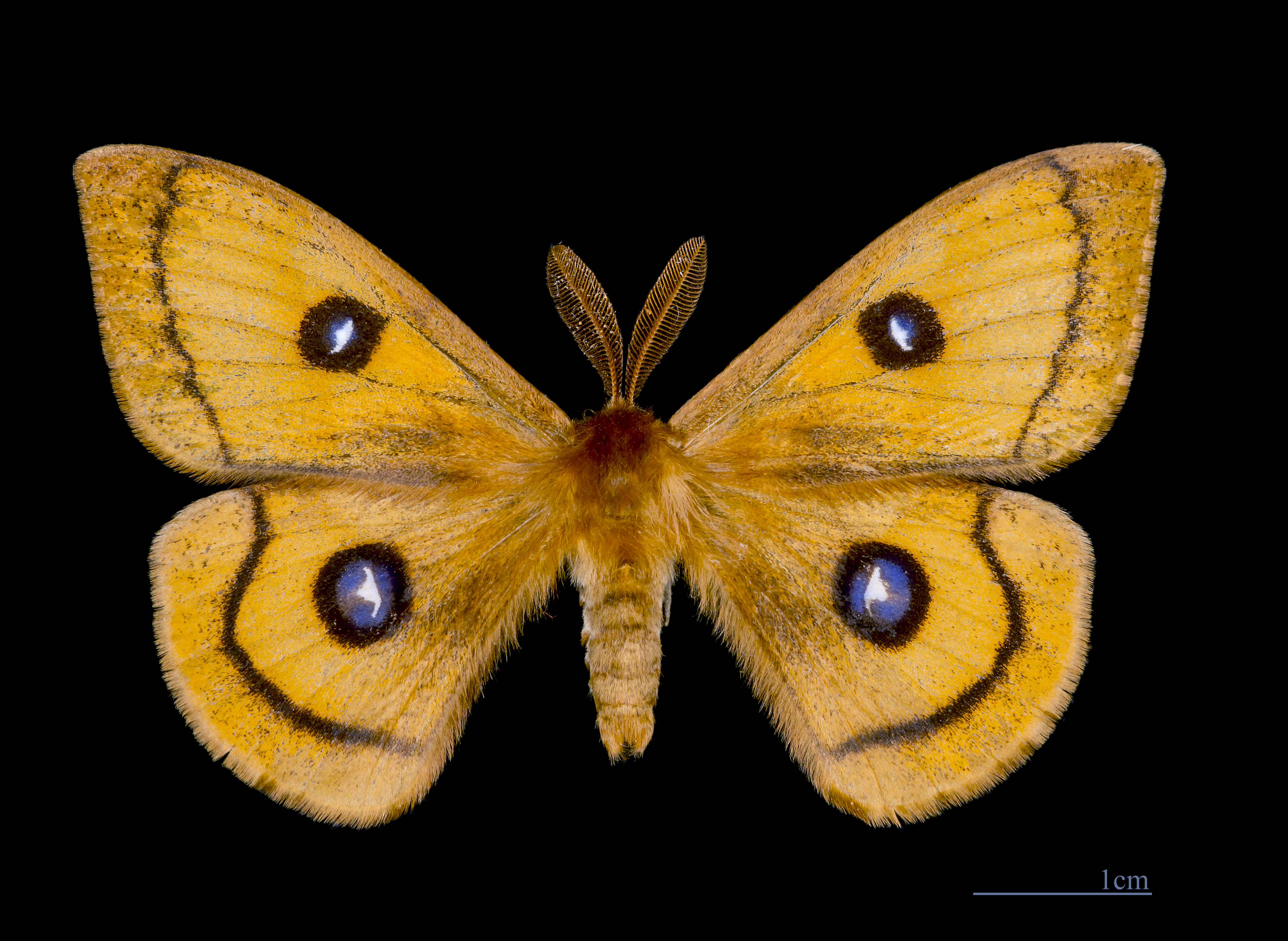 Aglia tau MHNT Male Dos