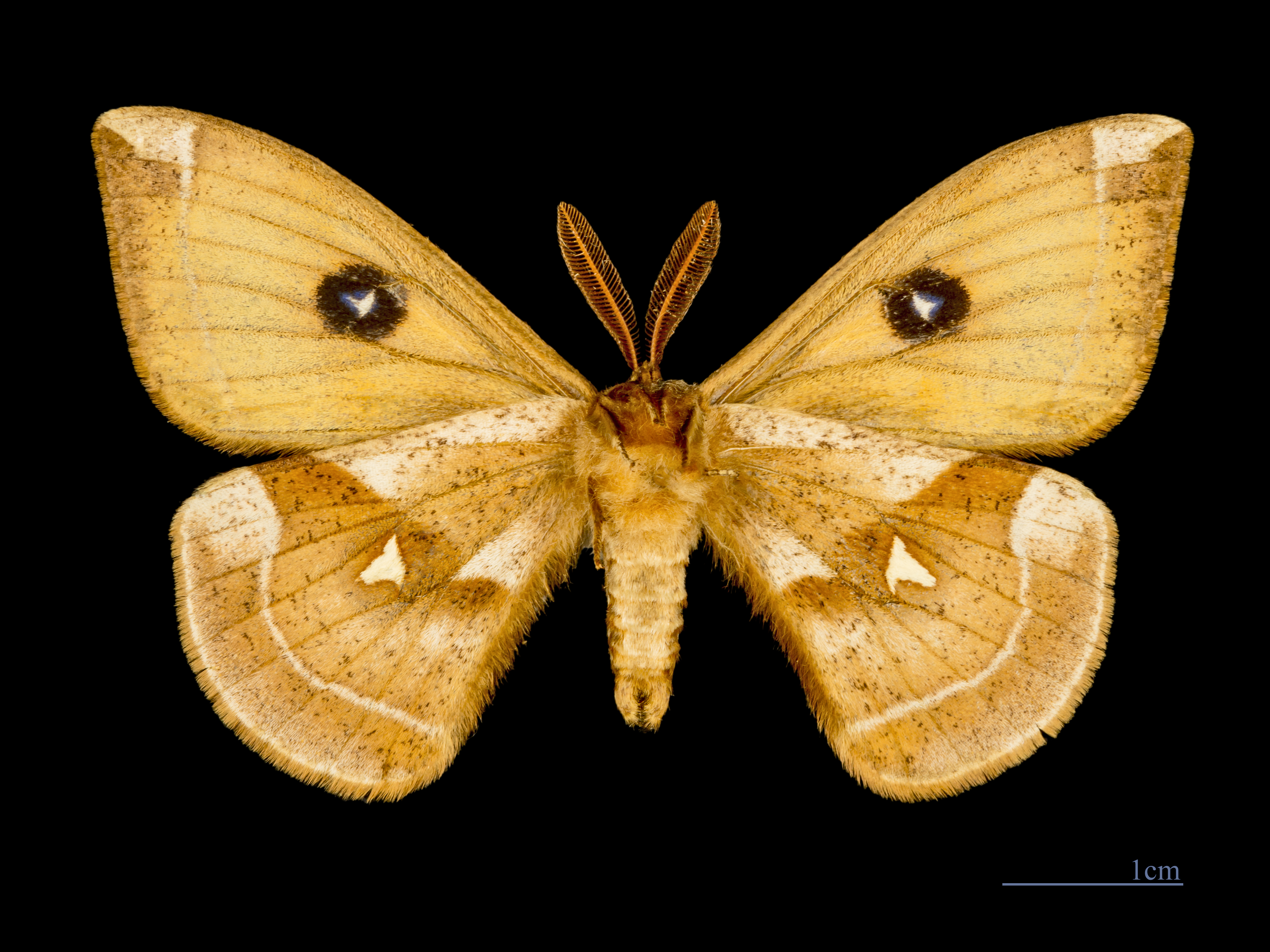 Aglia tau MHNT Male ventre
