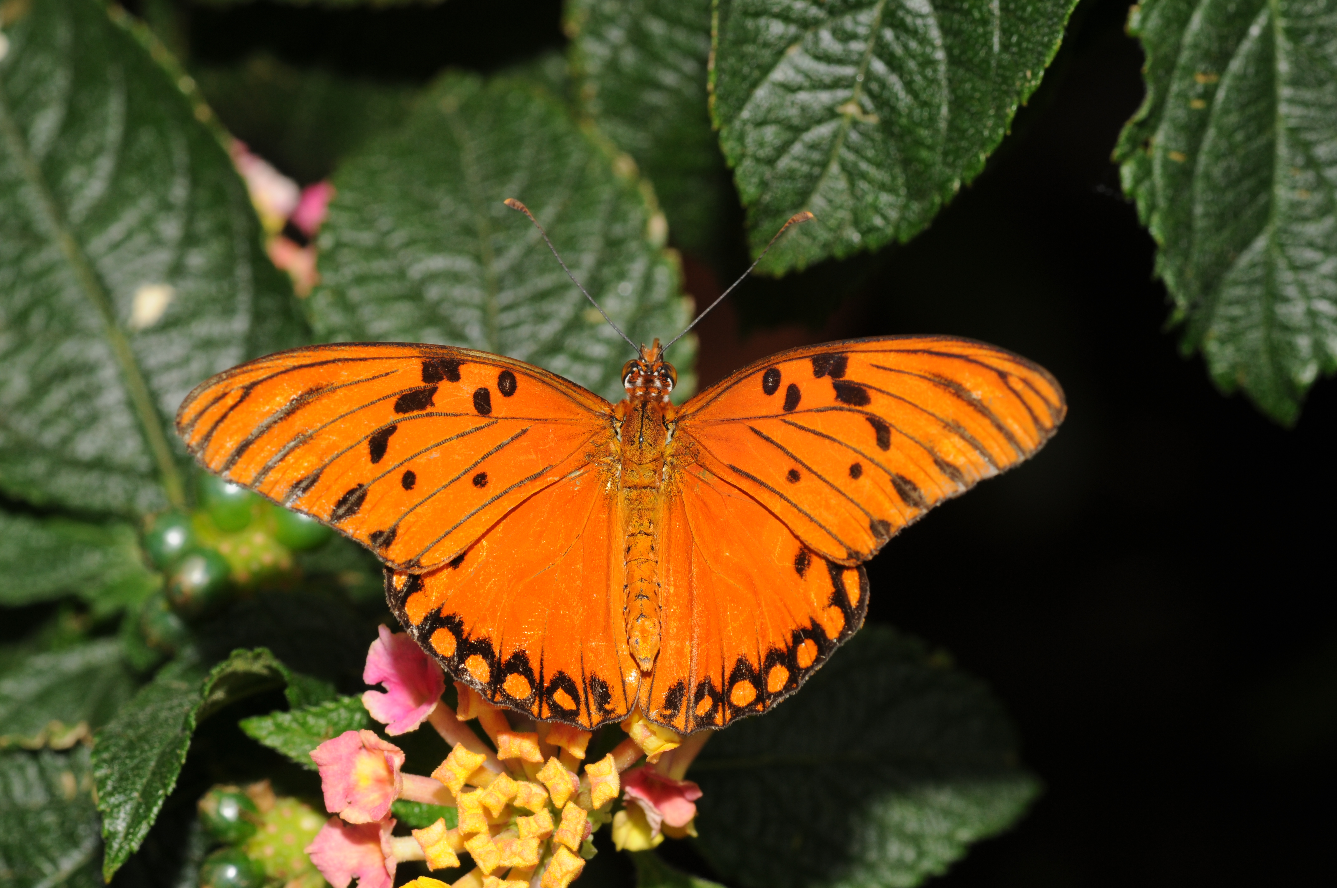 Agraulis vanillae 1