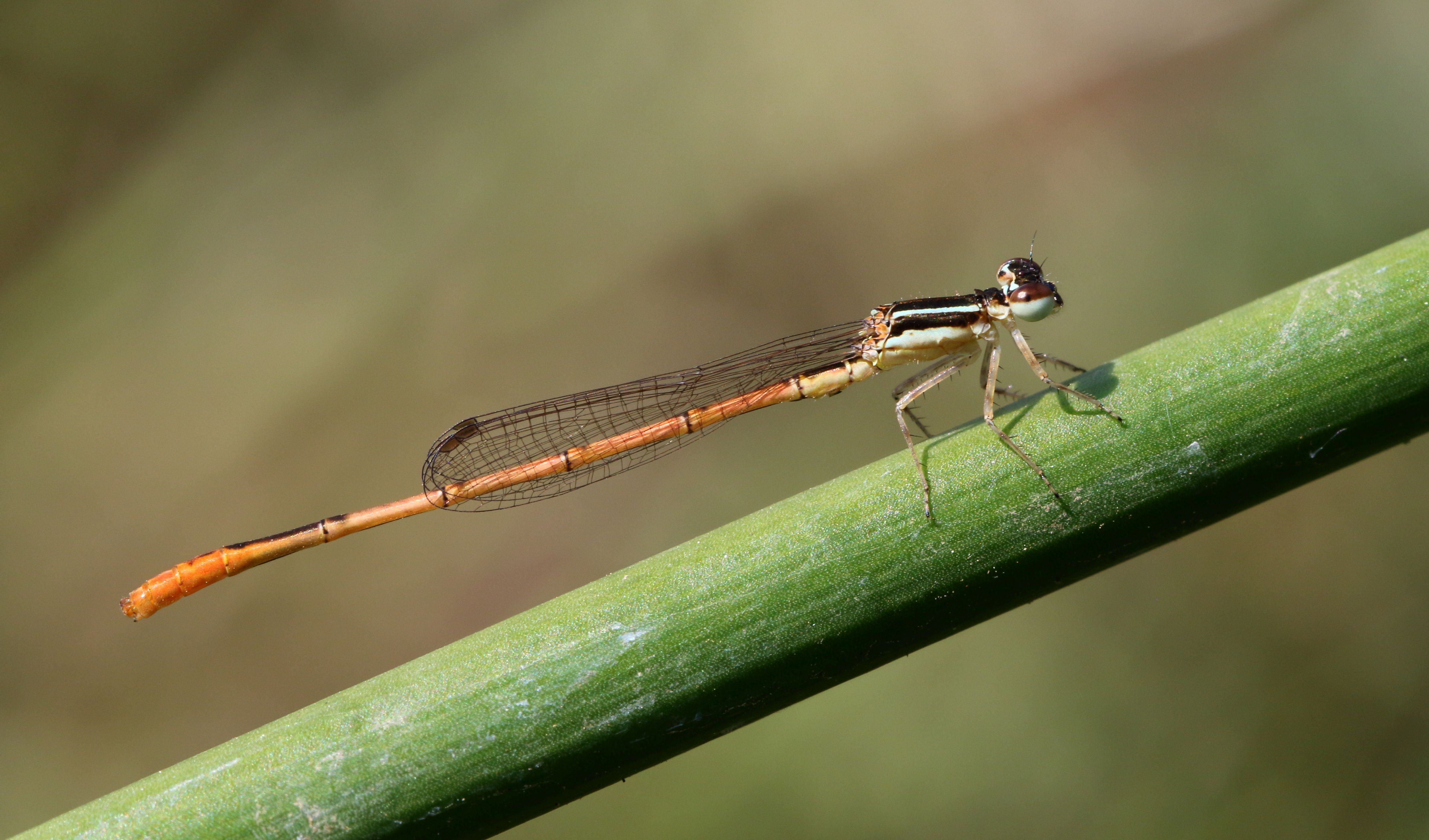 Agriocnemis falcifera 2017 10 22 1465