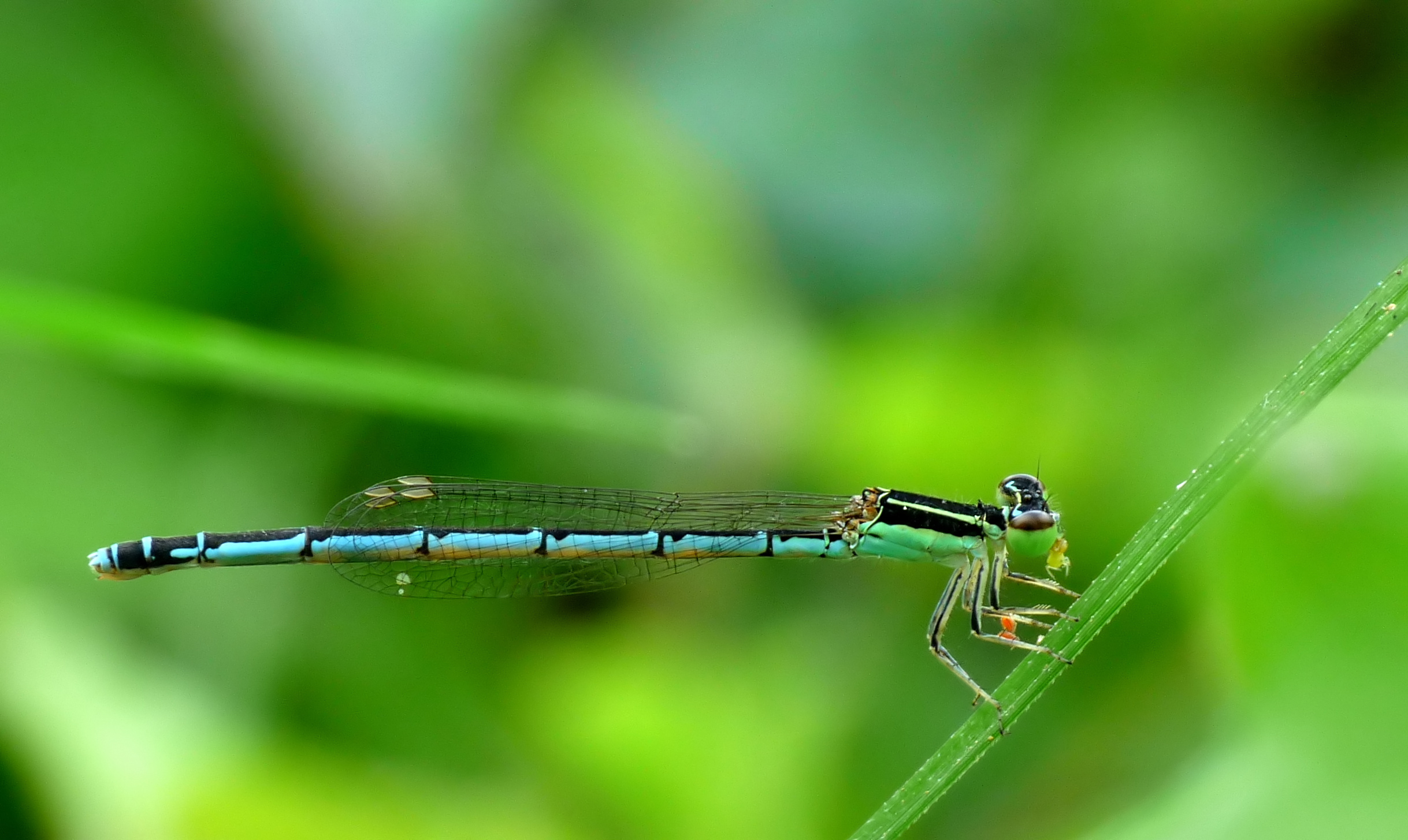 Agriocnemis nana by kadavoor
