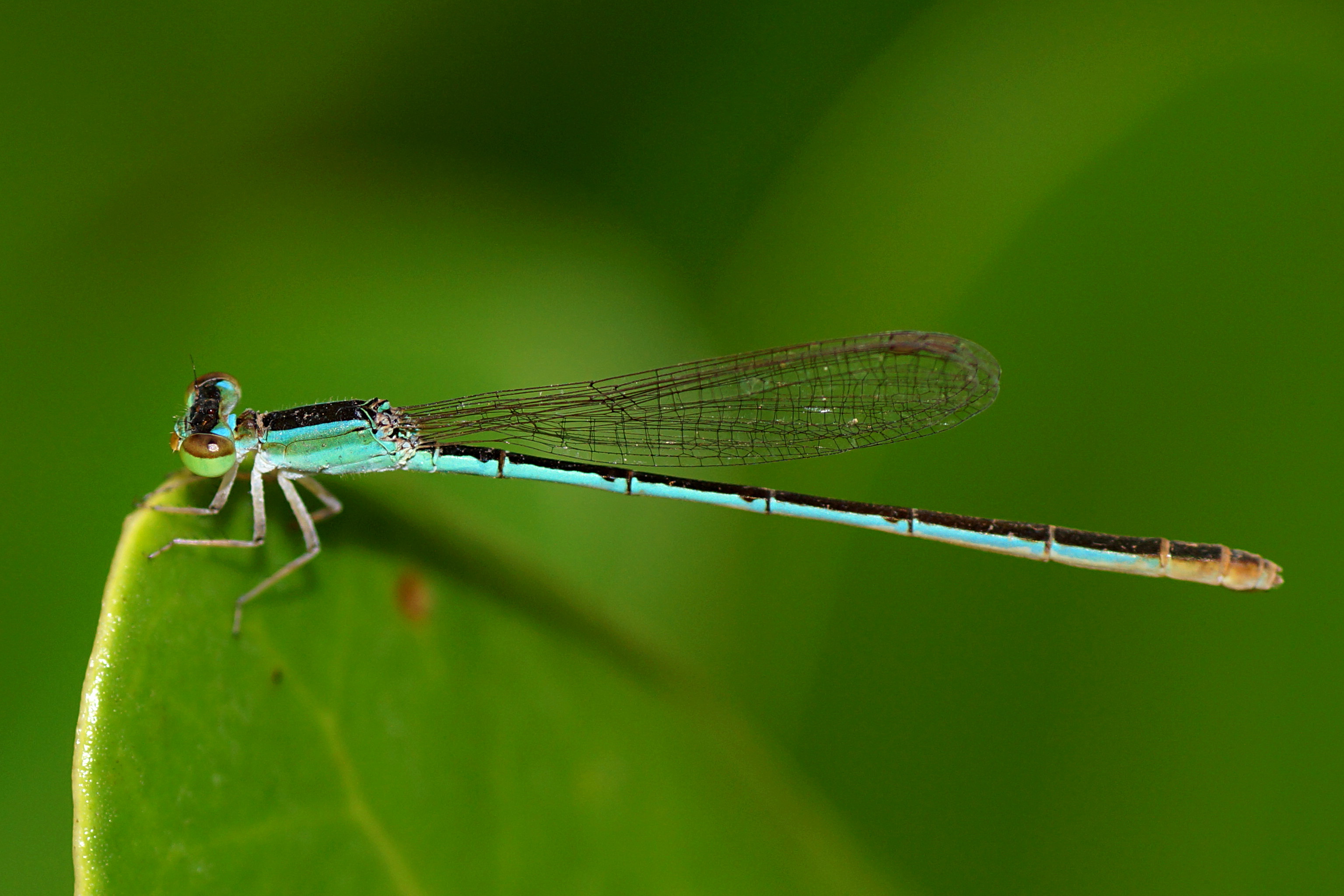 Agriocnemis nana by Vengolis