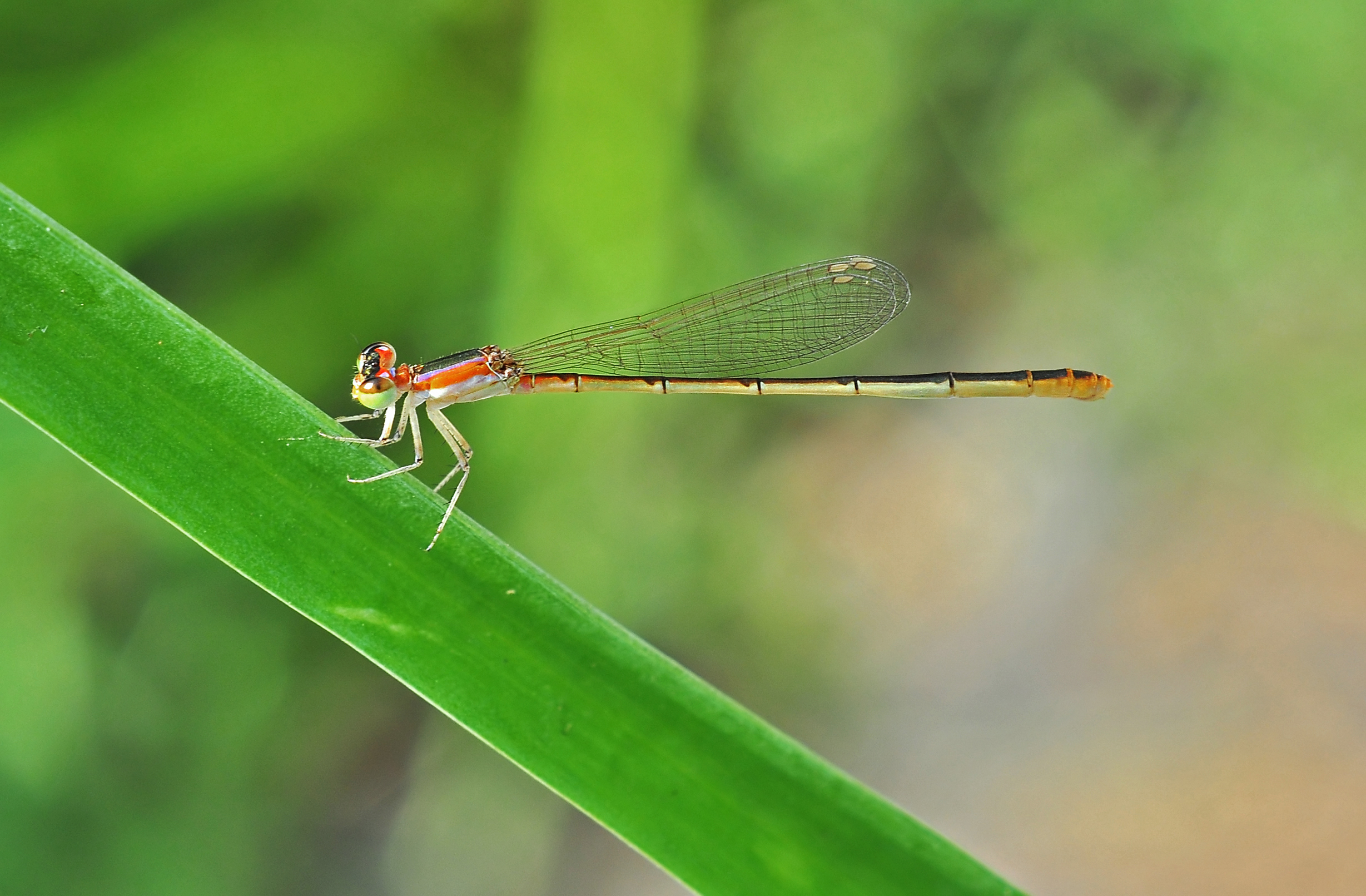 Agriocnemis pygmaea female, Burdwan, West Bengal, India 11 10 2012