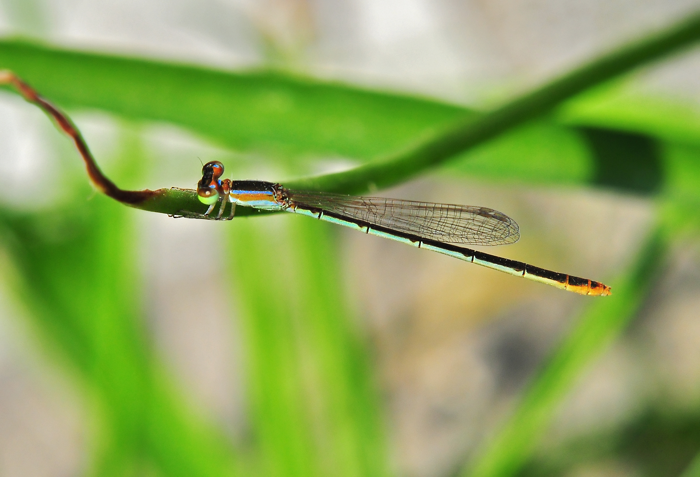 Agriocnemis pygmaea female, Burdwan, West Bengal, India 17 10 2012