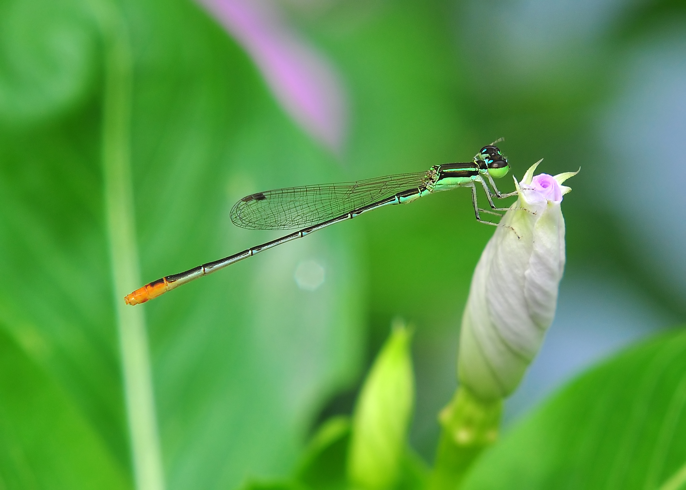 Agriocnemis pygmaea male, Burdwan, West Bengal, India 14 03 2012