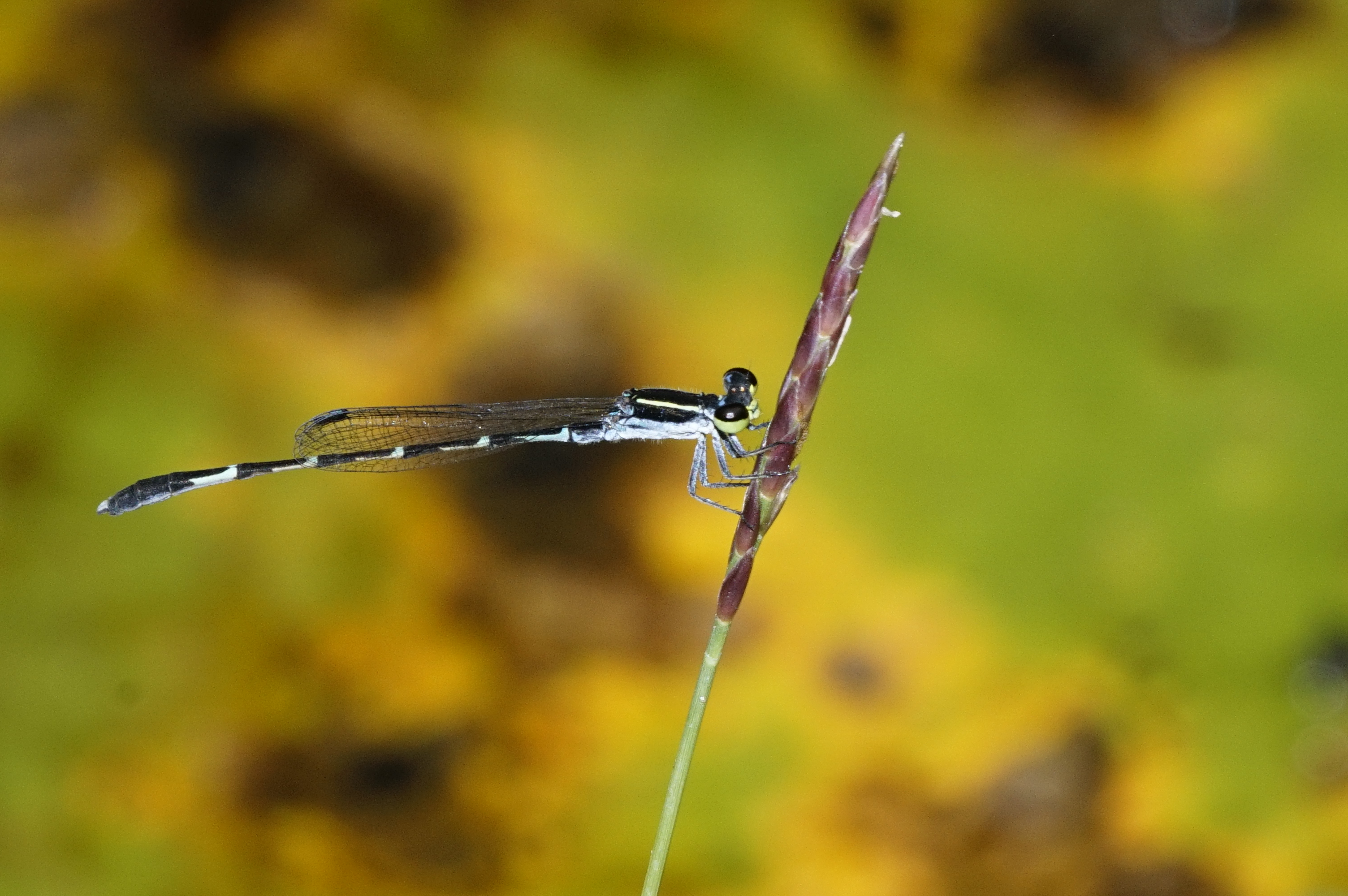 Agriocnemis splendidissima 5938