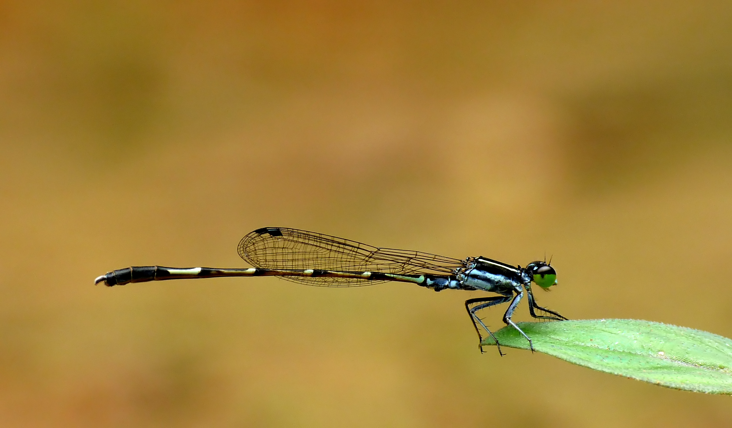 Agriocnemis splendidissima by kadavoor