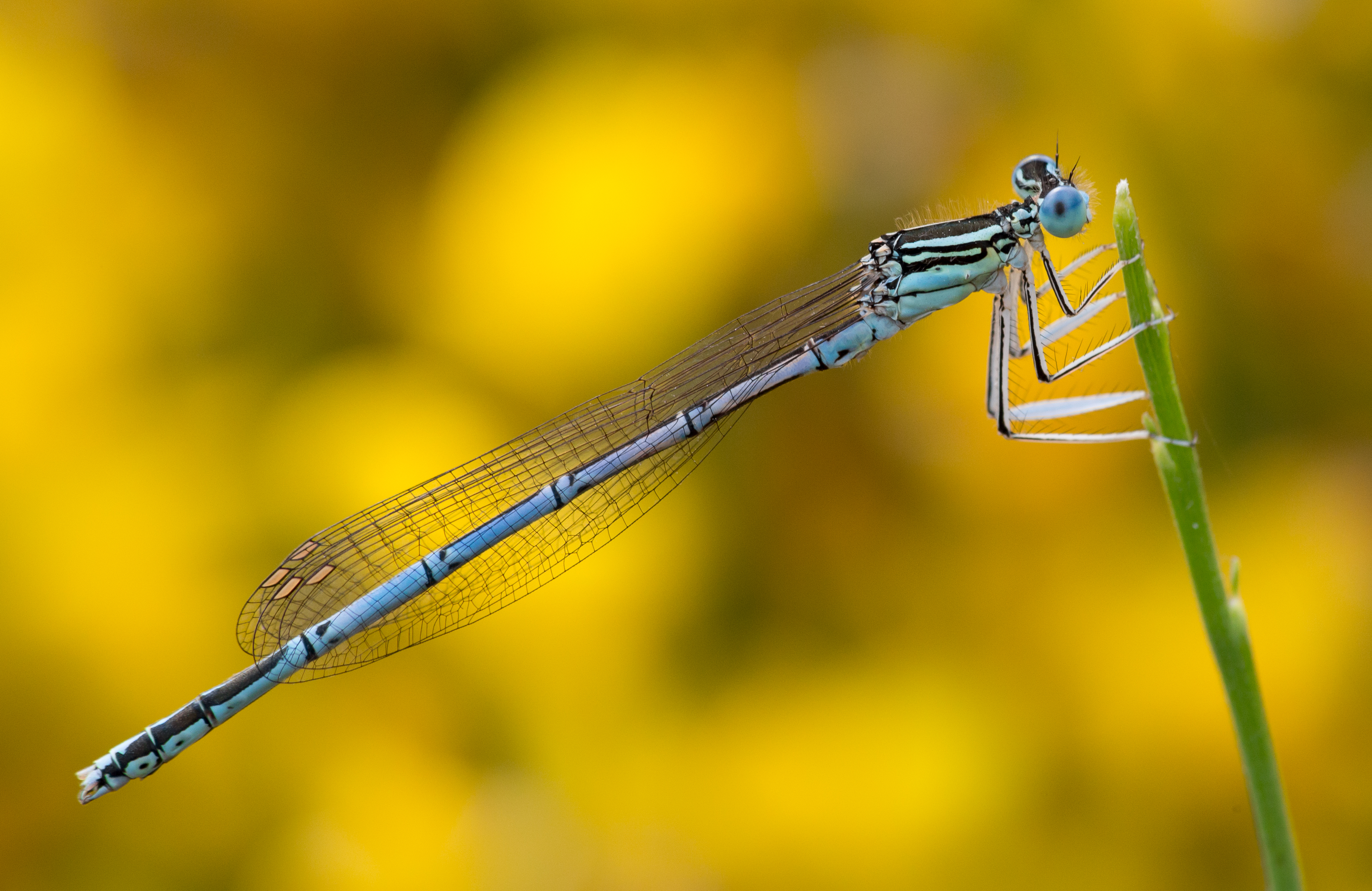 Agrion Fond Or