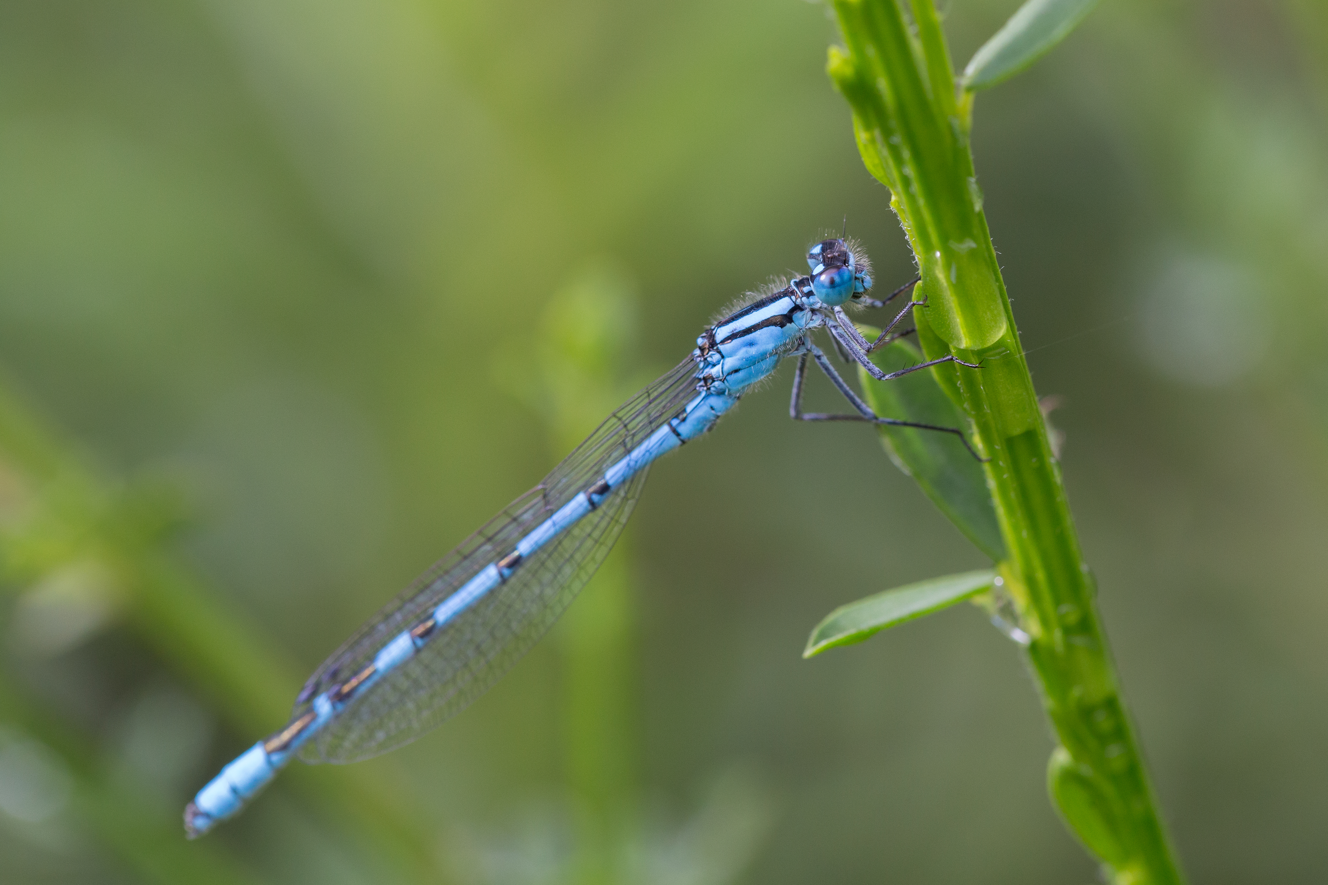 Agrion Tourbière 1