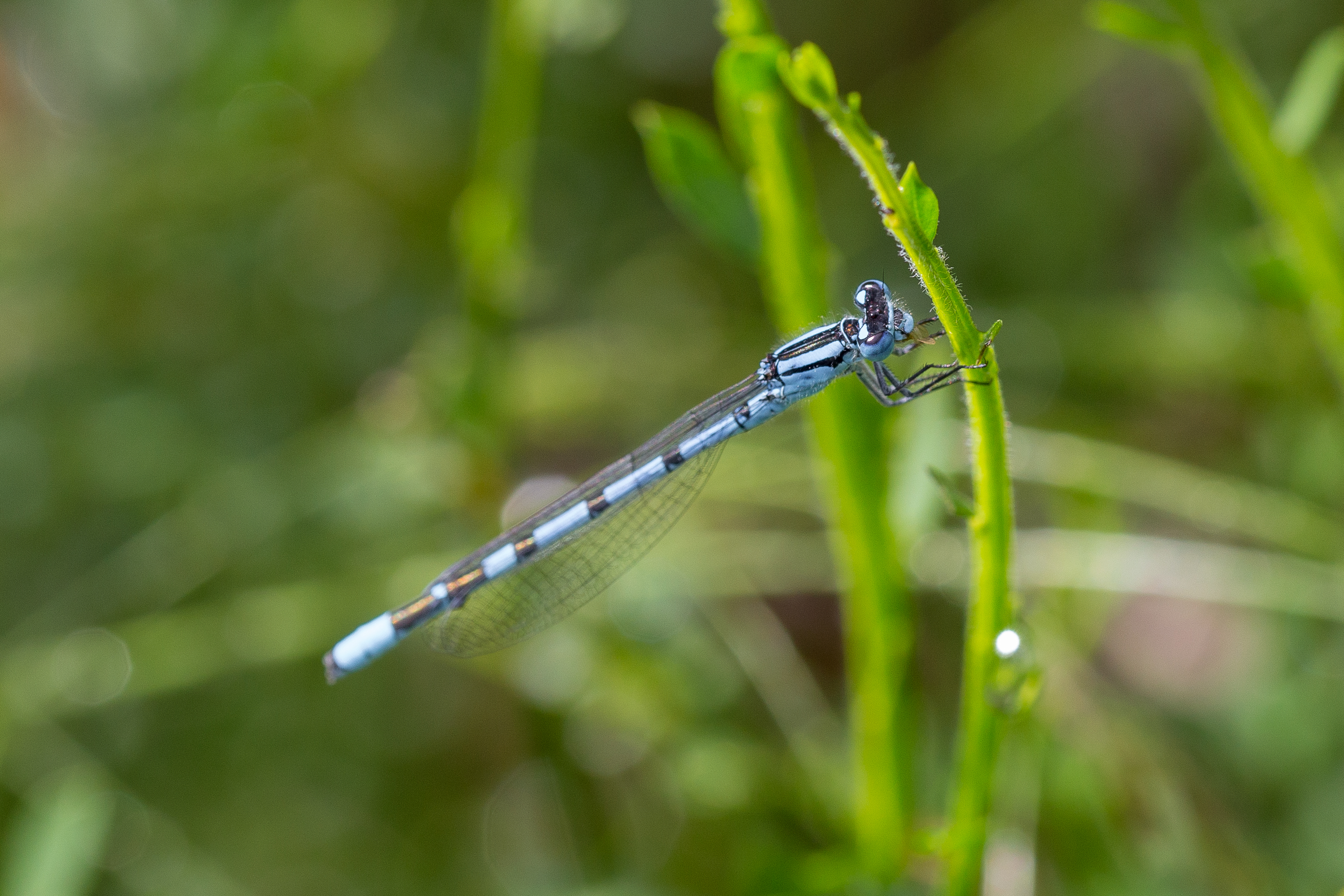 Agrion Tourbière 2
