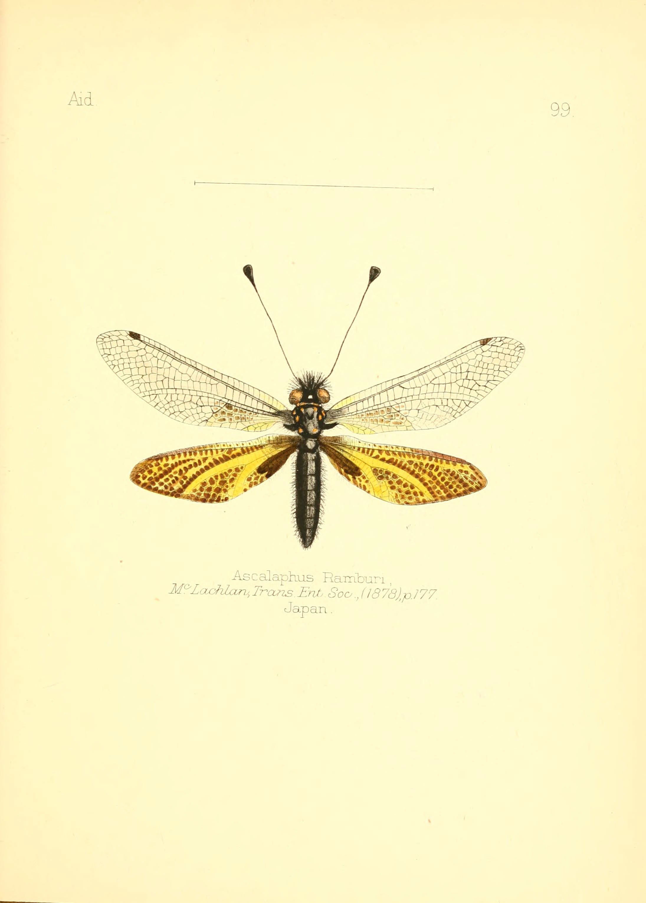 Aid to the identification of insects (Plate 99) (6026396512)