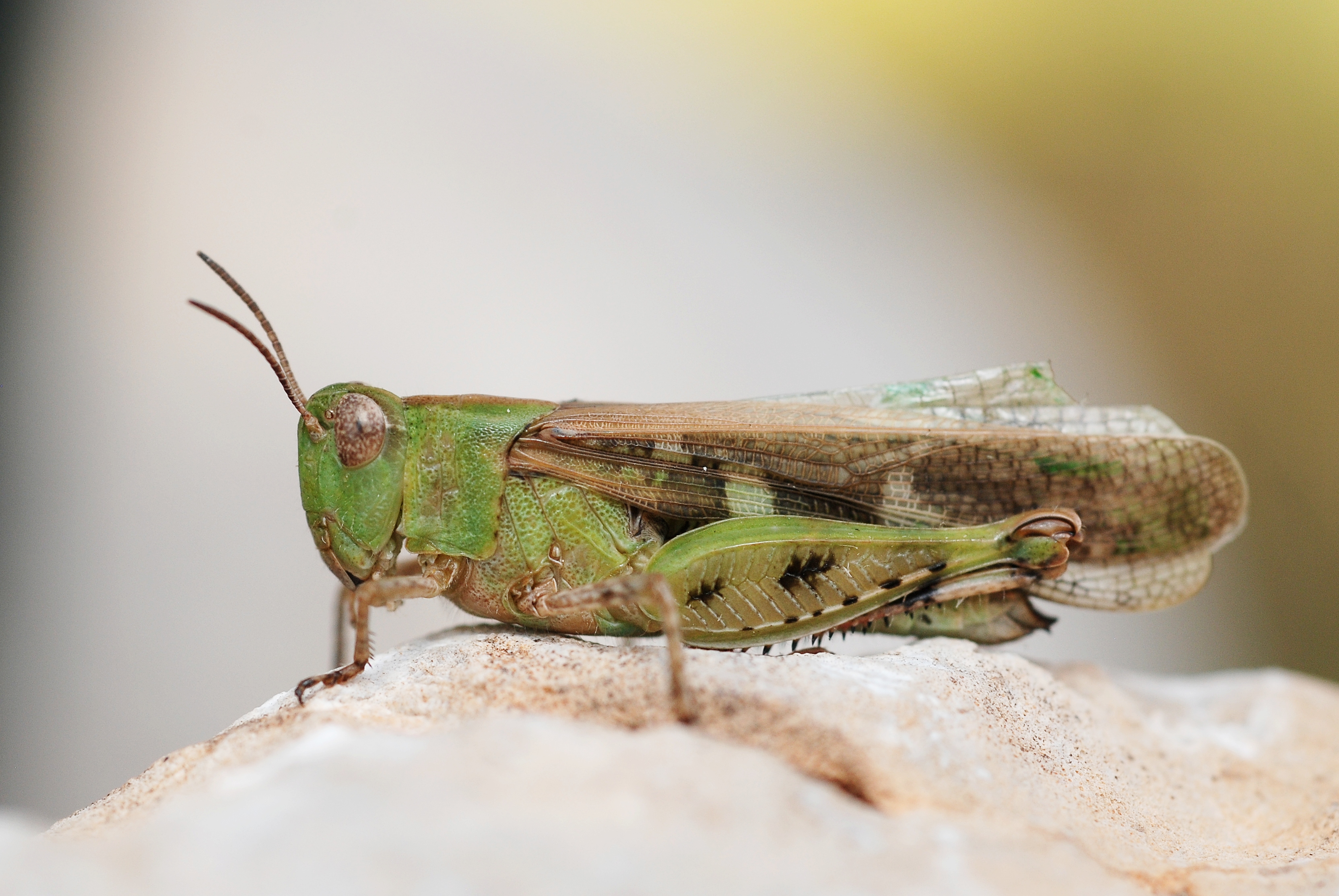 Aiolopus cfr thalassinus female (5012955234)