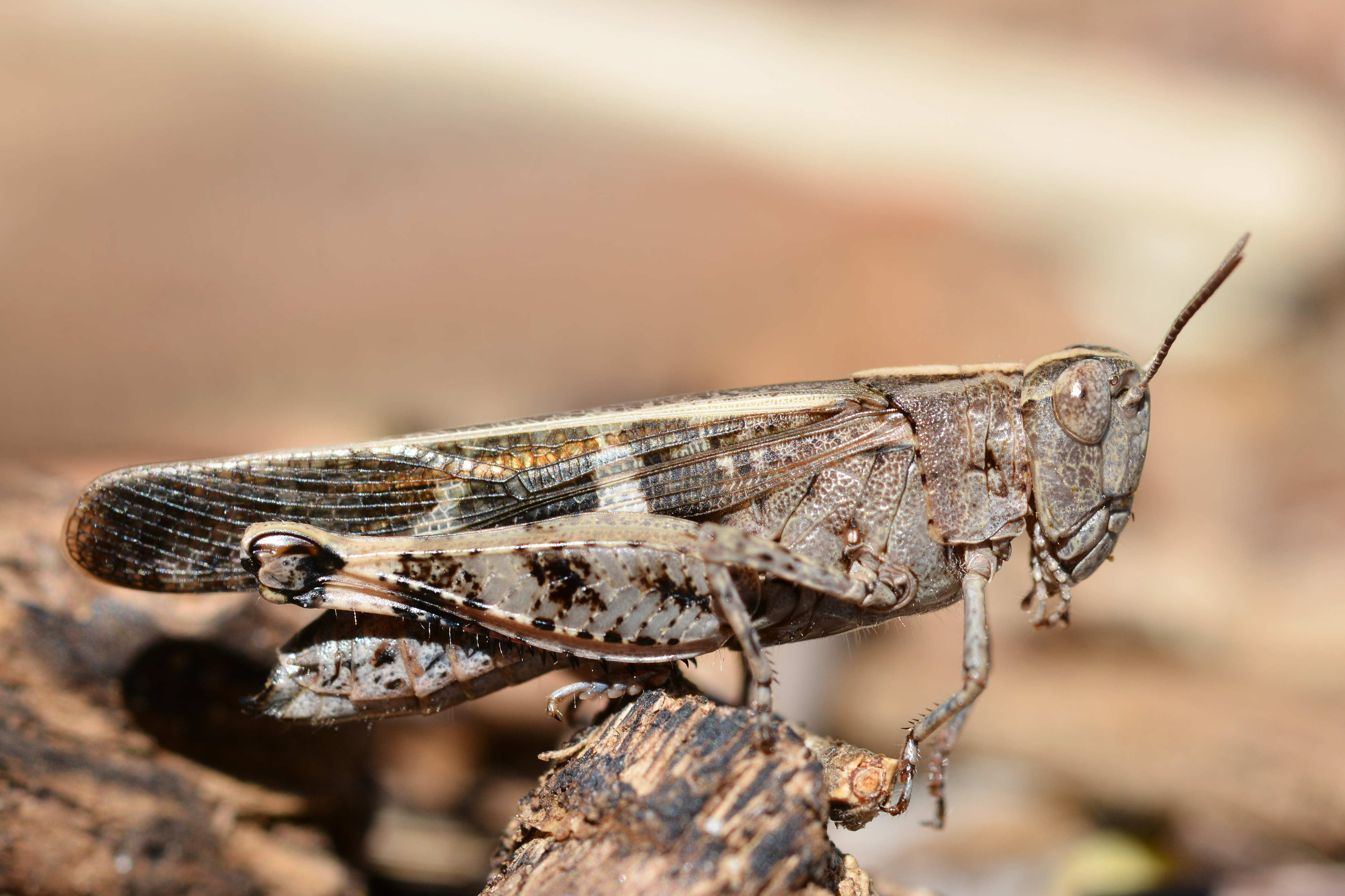 Aiolopus strepens (22125435789)