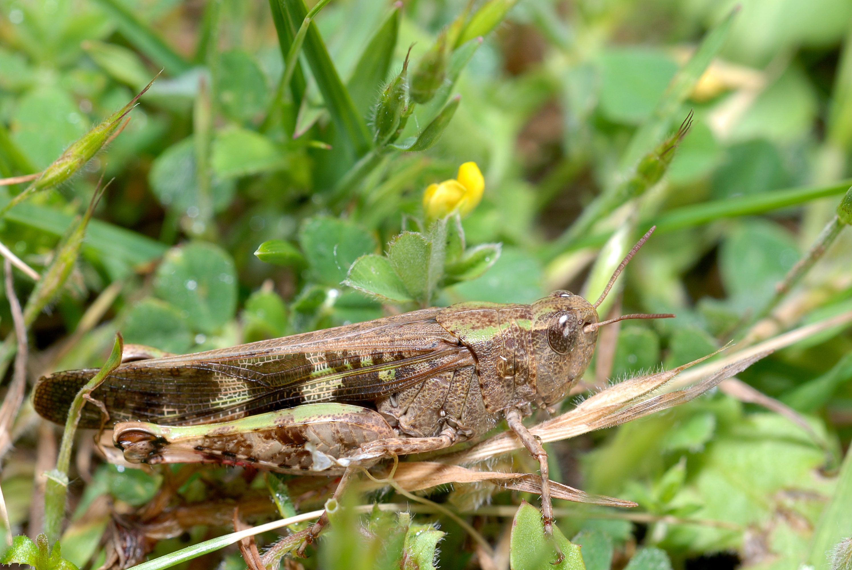 Aiolopus strepens (3102920163)