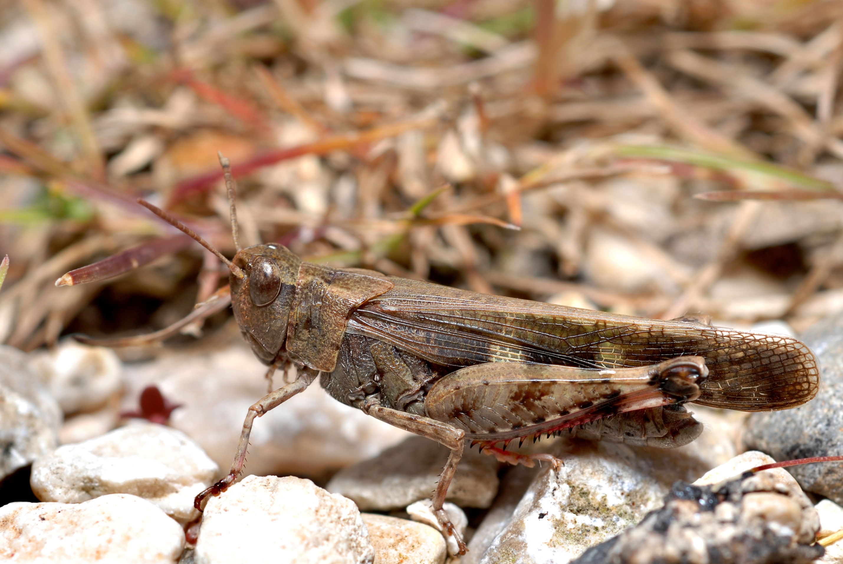 Aiolopus strepens (3103752342)