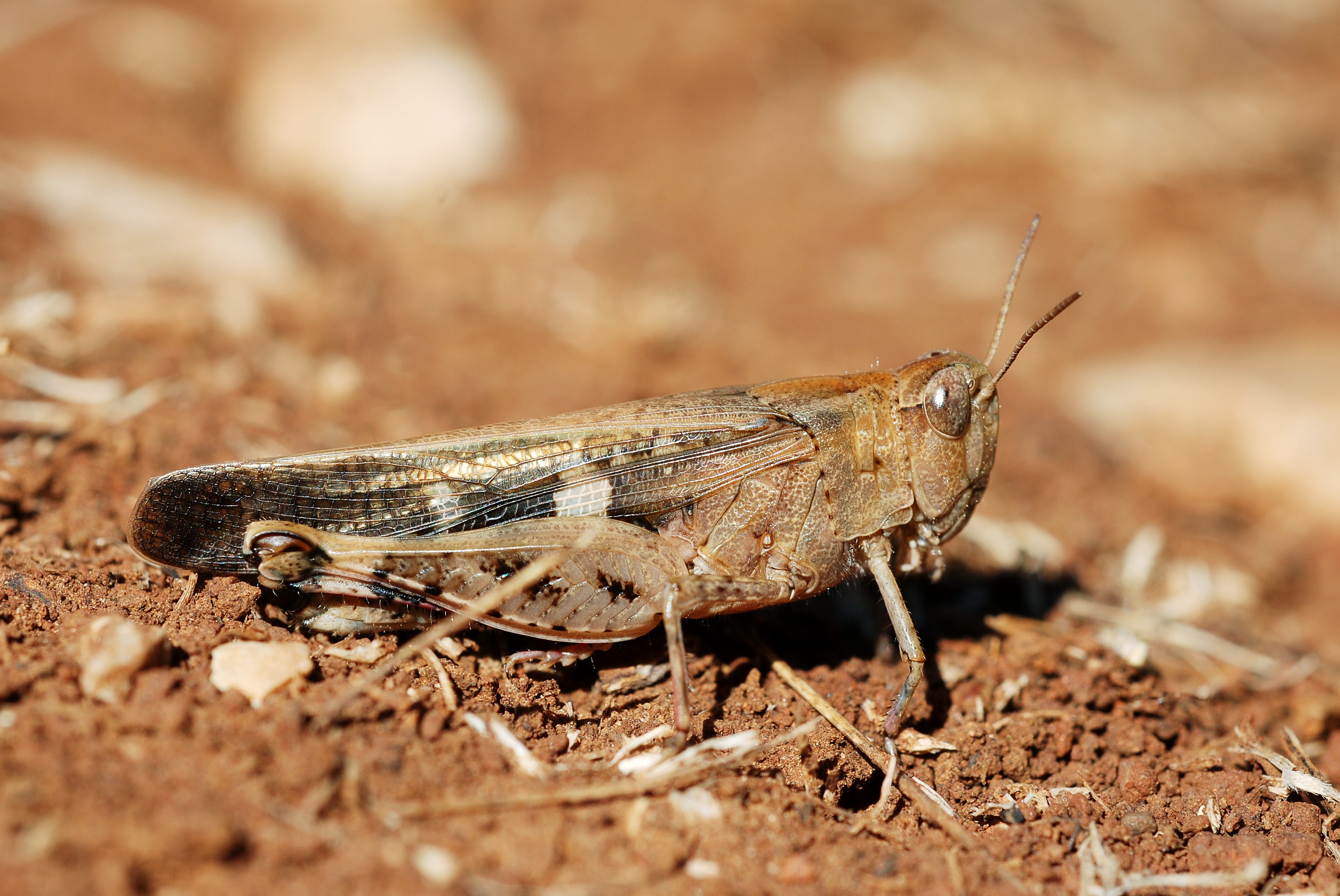 Aiolopus strepens female (5012281769)