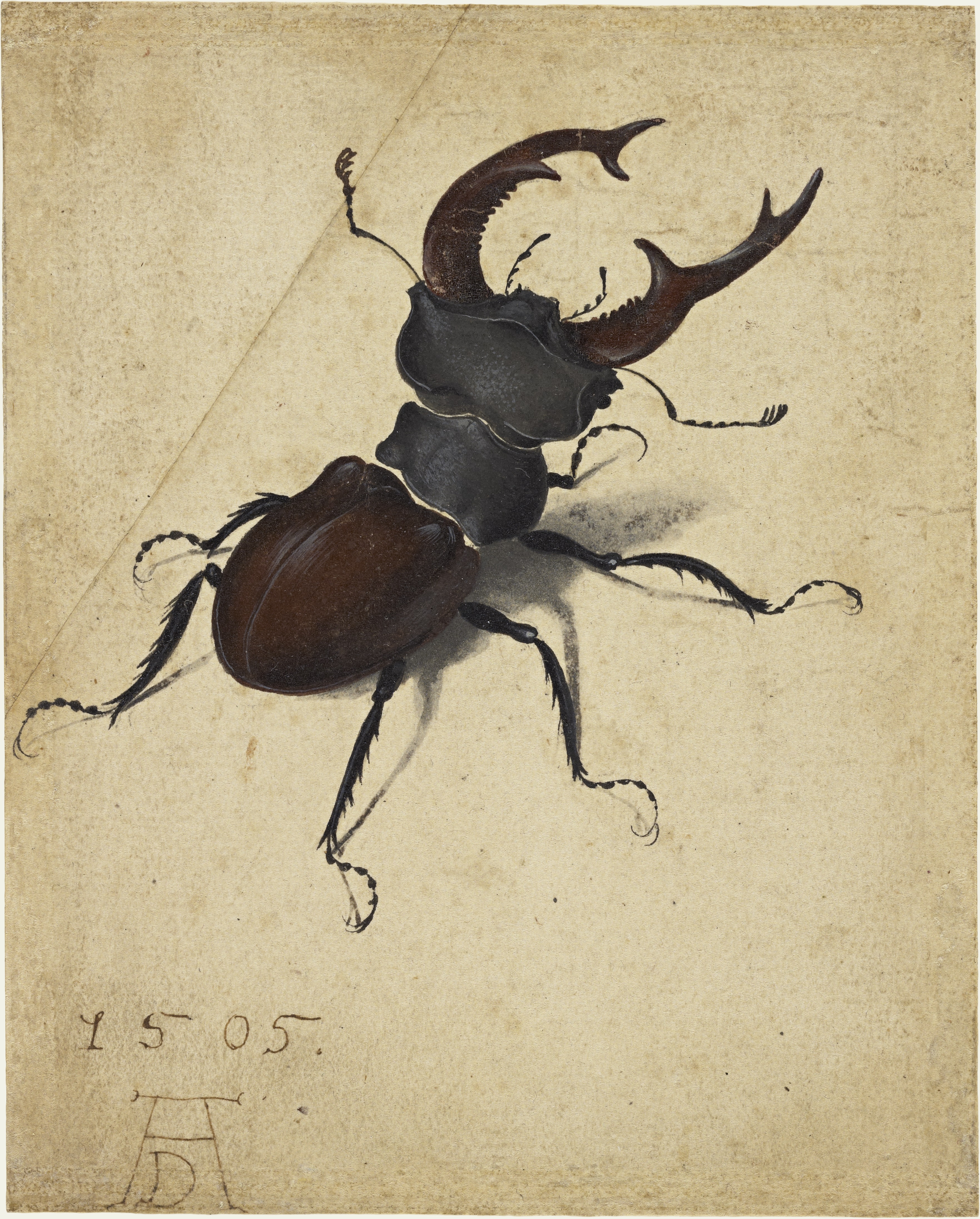 Albrecht Dürer - Hirschkäfer (1505)