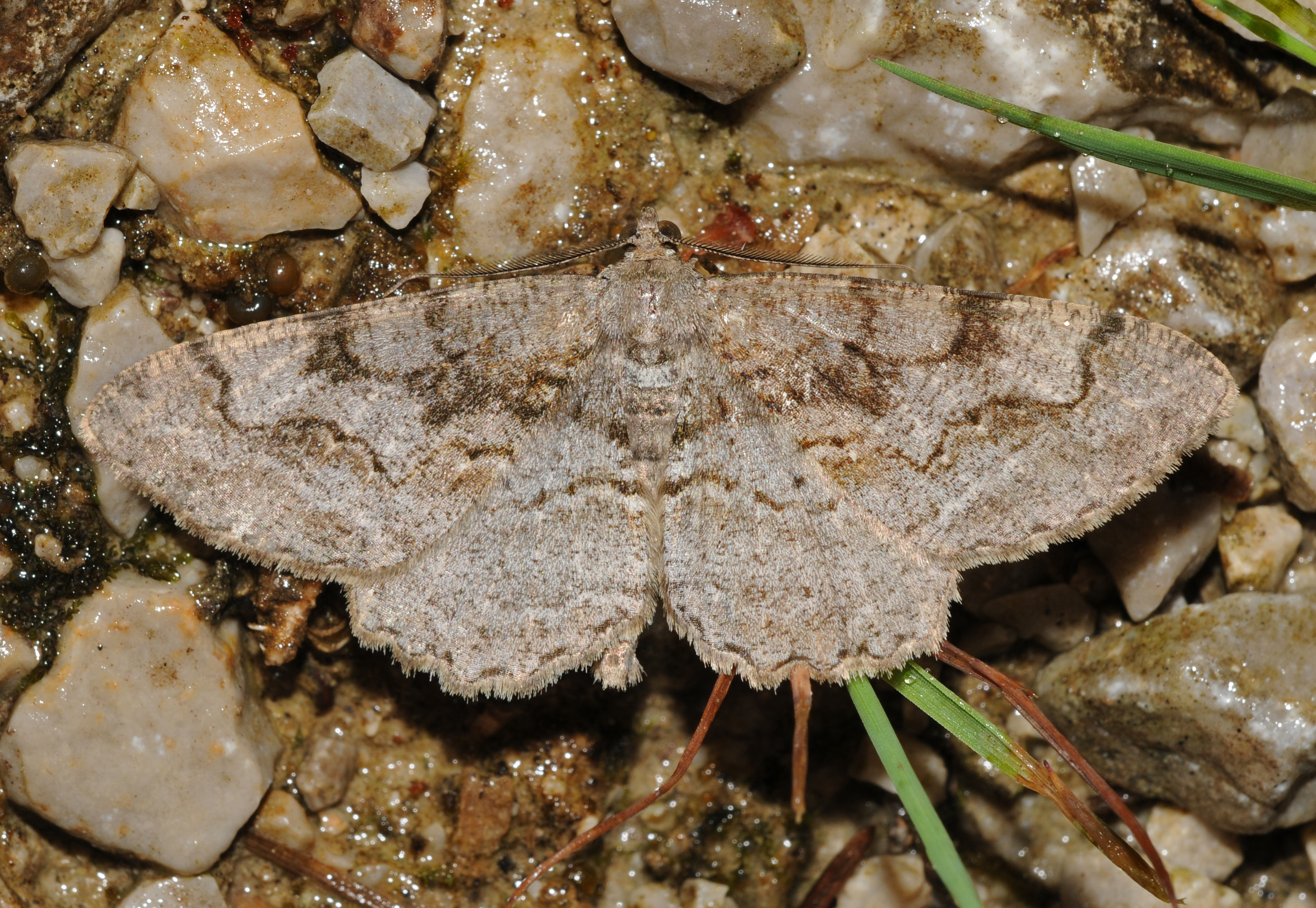 Alcis repandata Buchstein01