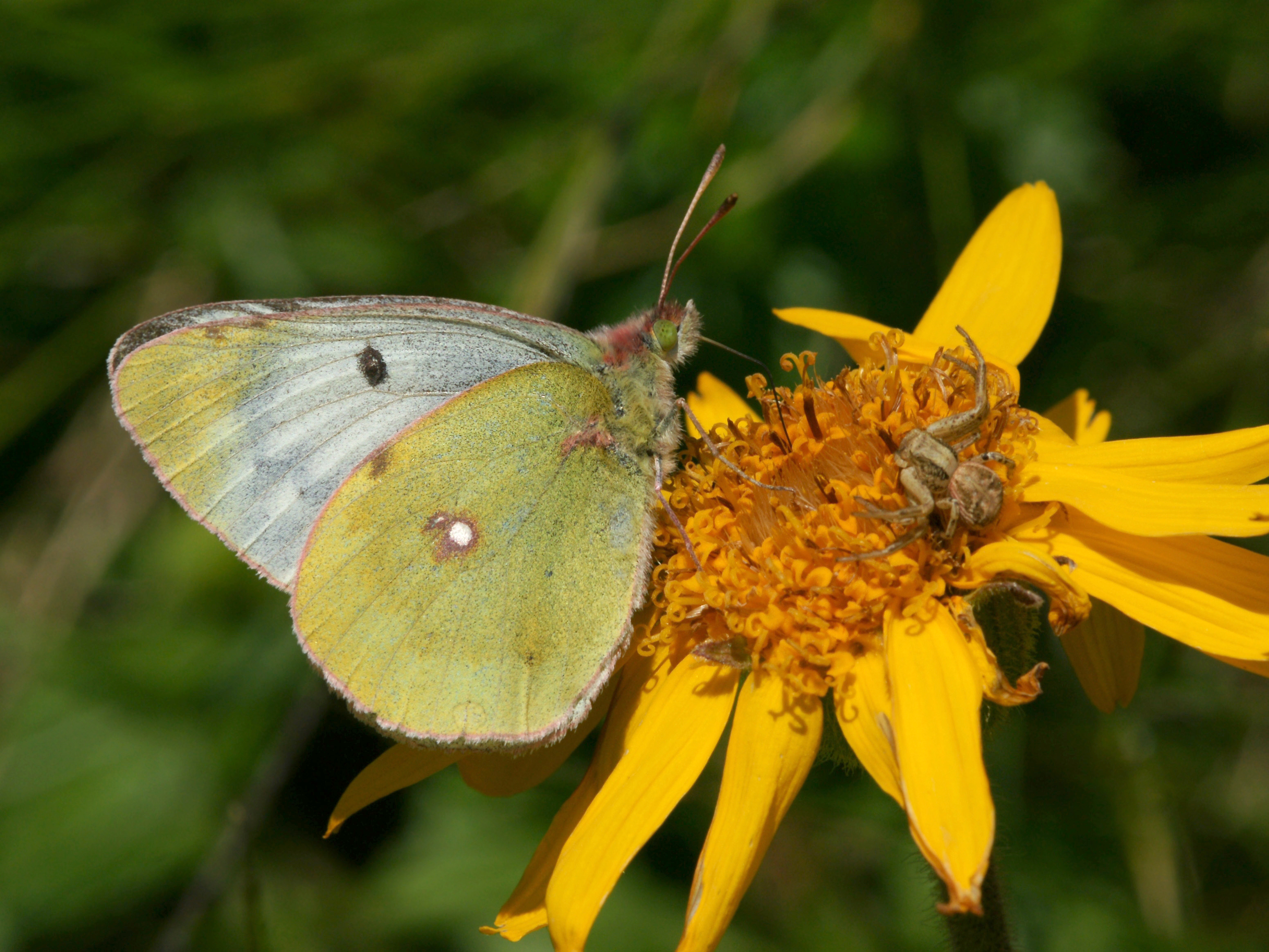 Alpen Gelbling, Colias phicomone, Arnica montana 1
