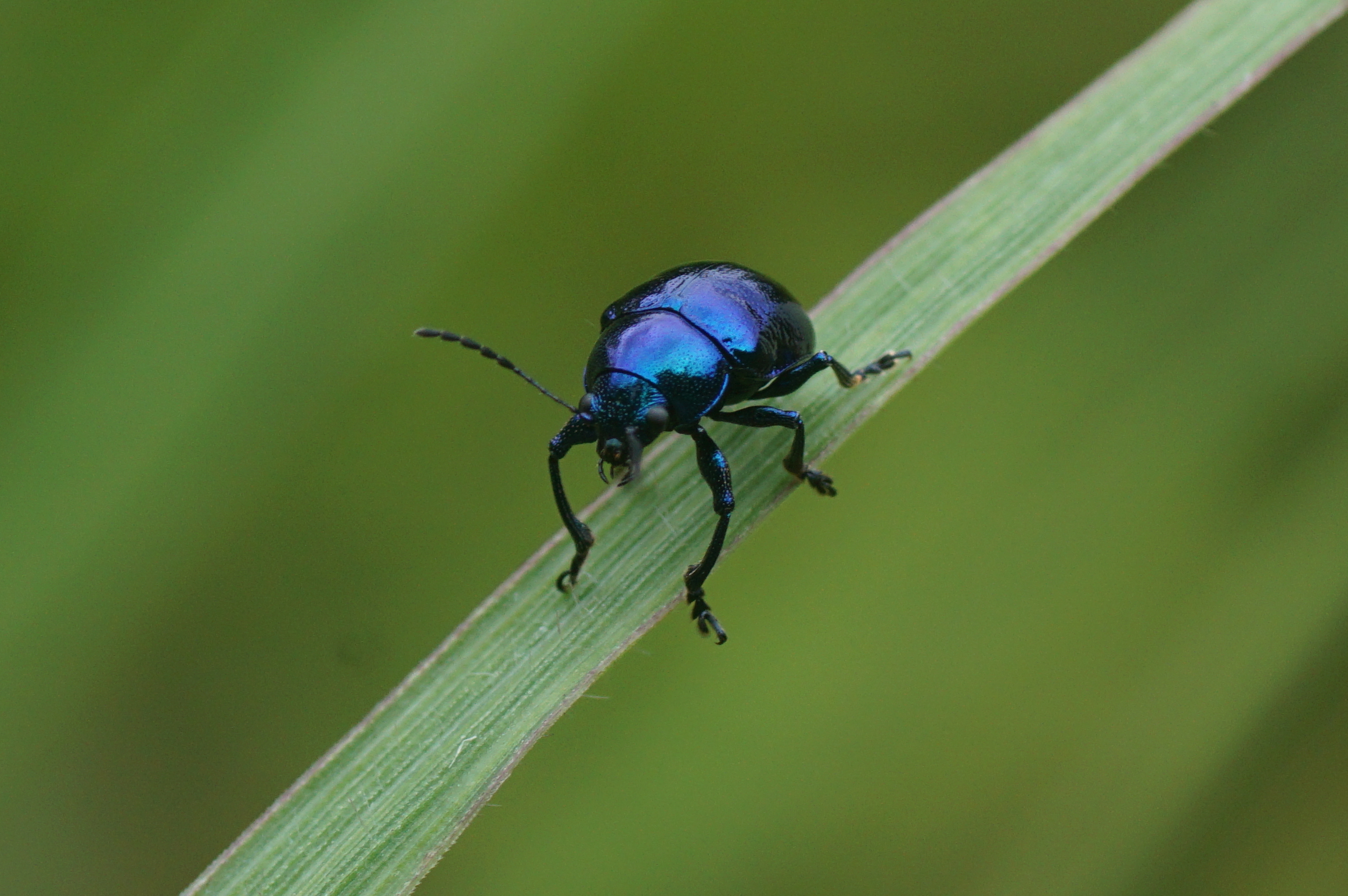 Altica - Flea Beetle01763