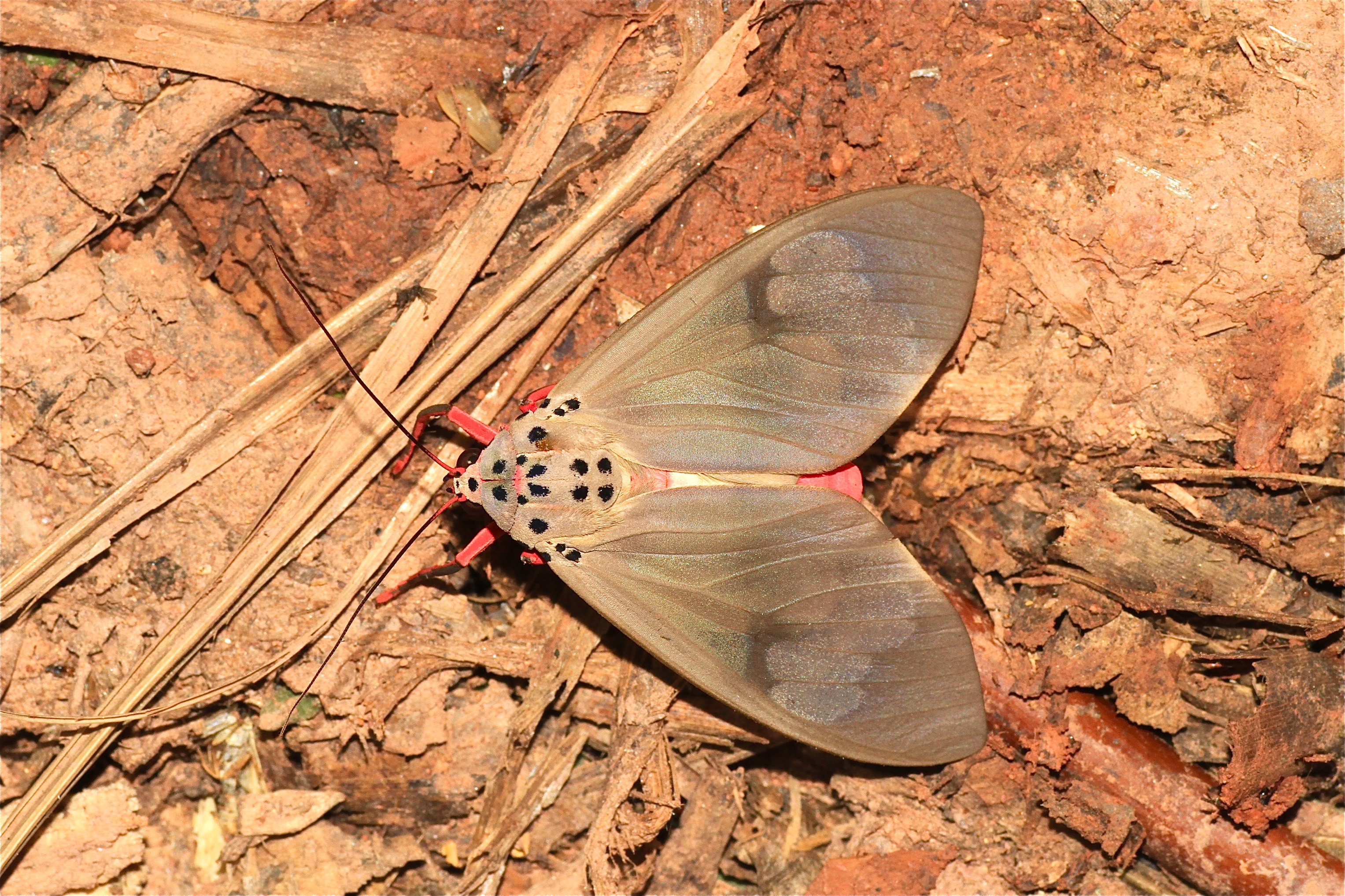 Amerila omissa (Eribidae- Arctiinae- Arctiini) (22850315755)