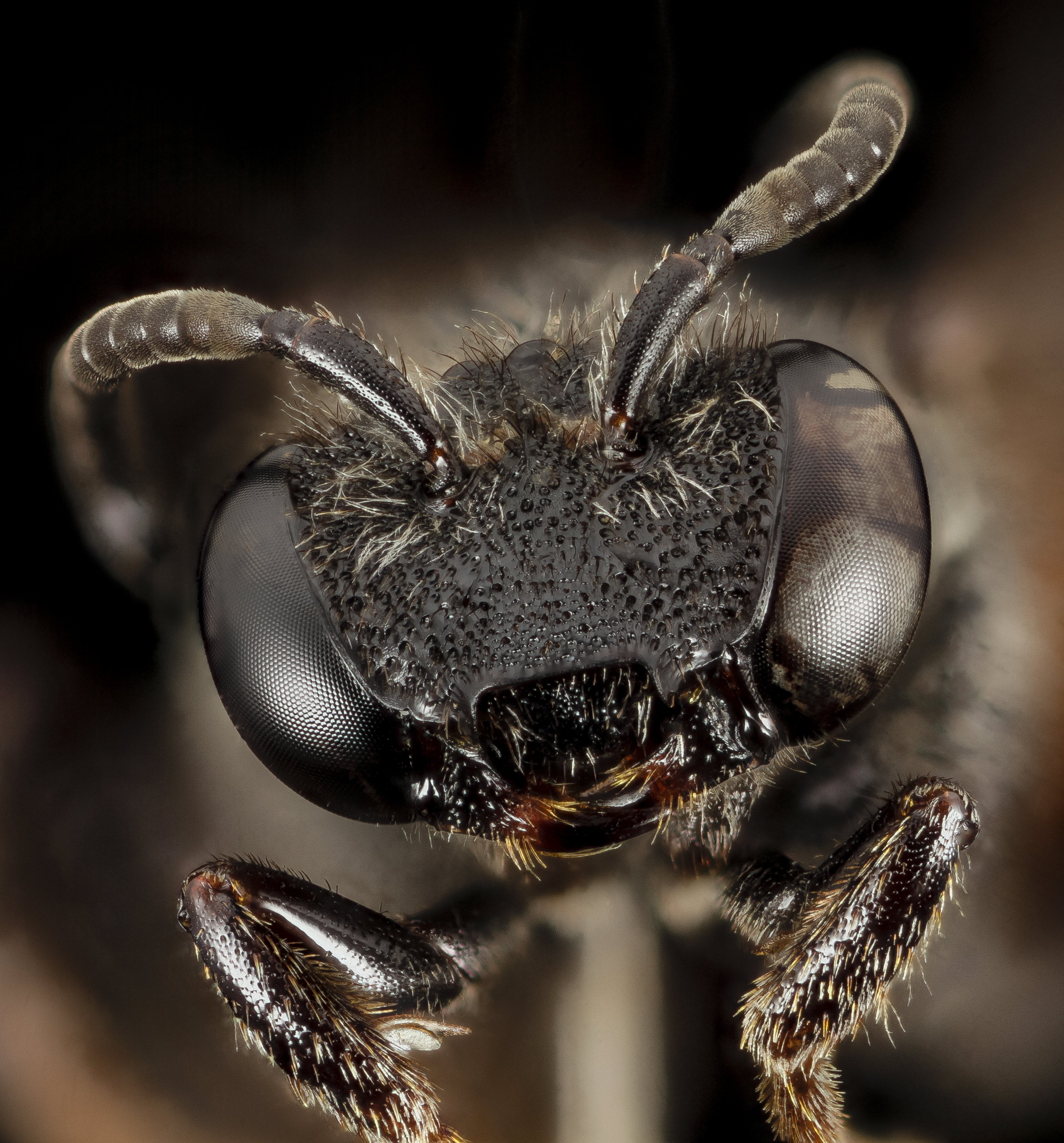 Ammobates muticus, u, italy, face 2014-11-01-19.07.08 ZS PMax (15198948954)