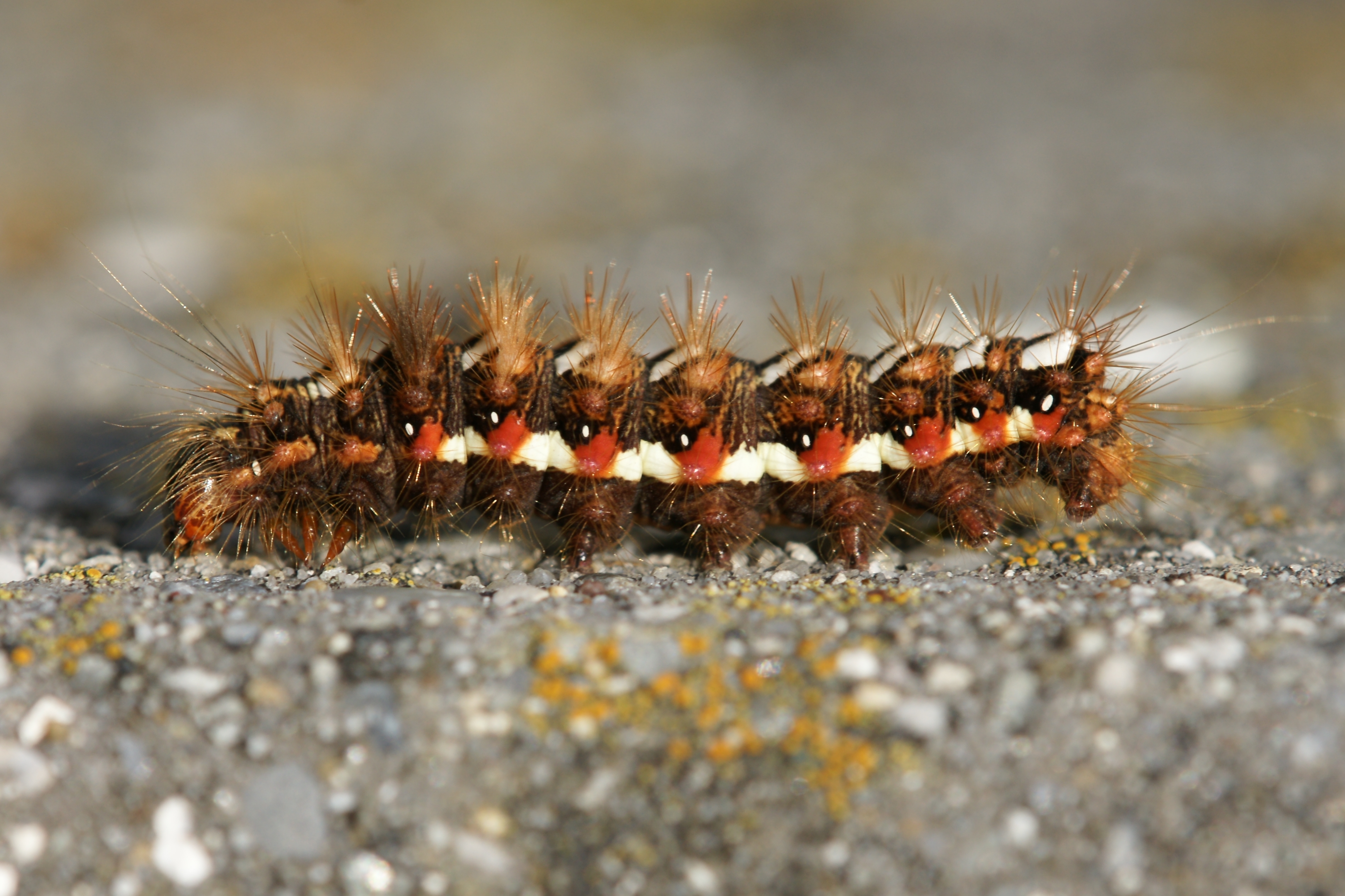 Ampfer Rindeneule, Acronicta rumicis 2