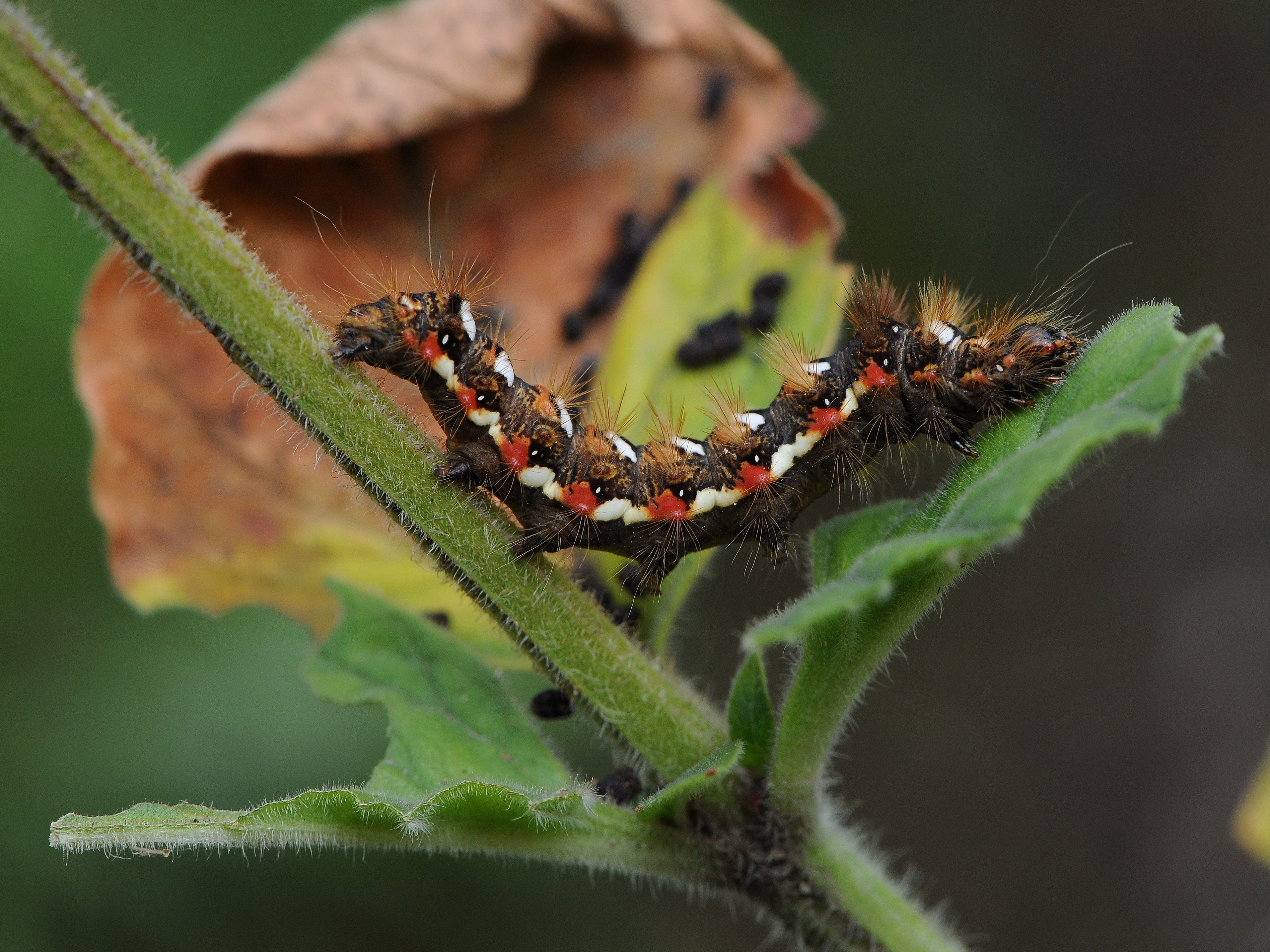 Ampfereule, Acronicta rumicis 5