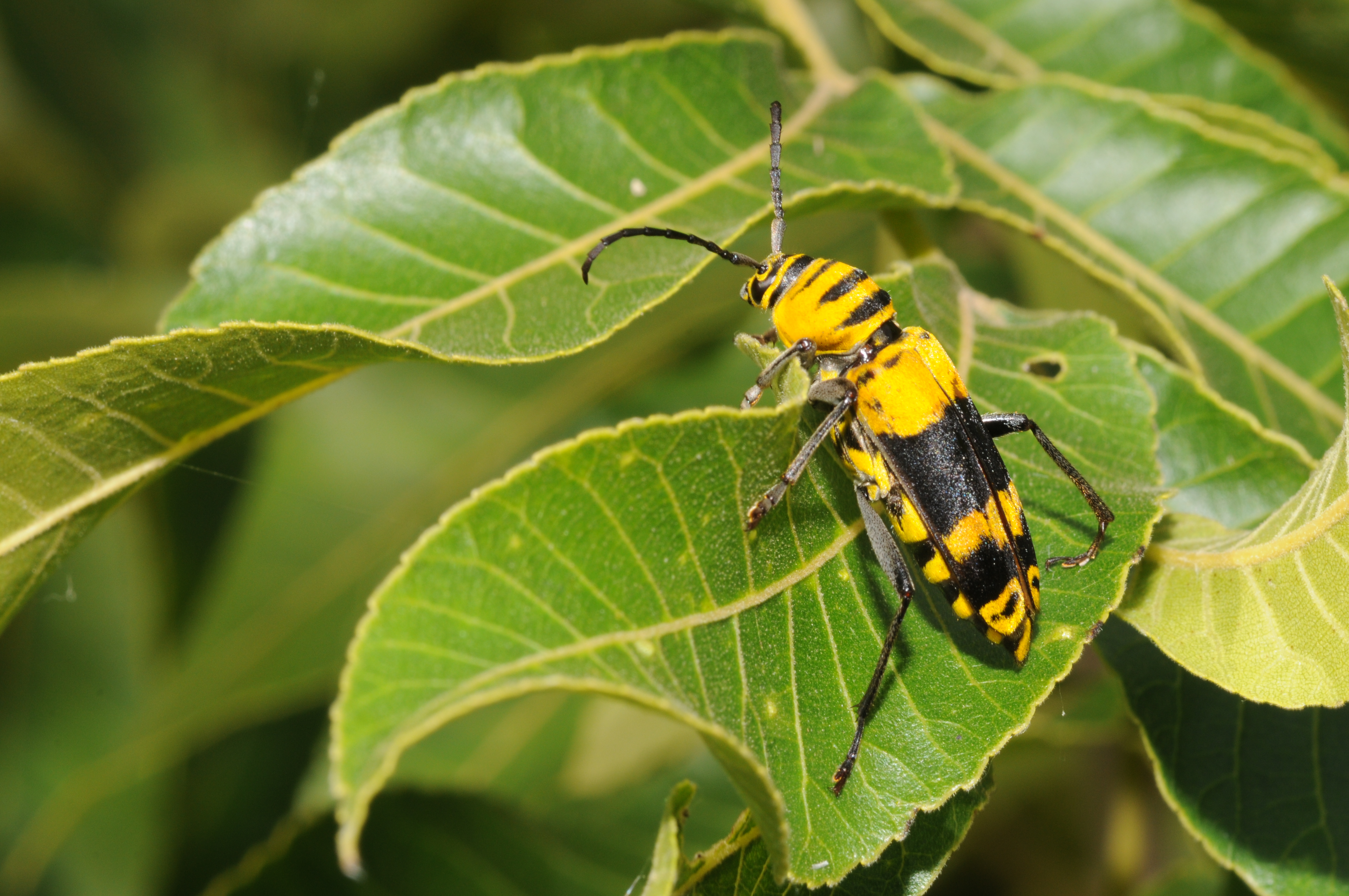 Amphora borer