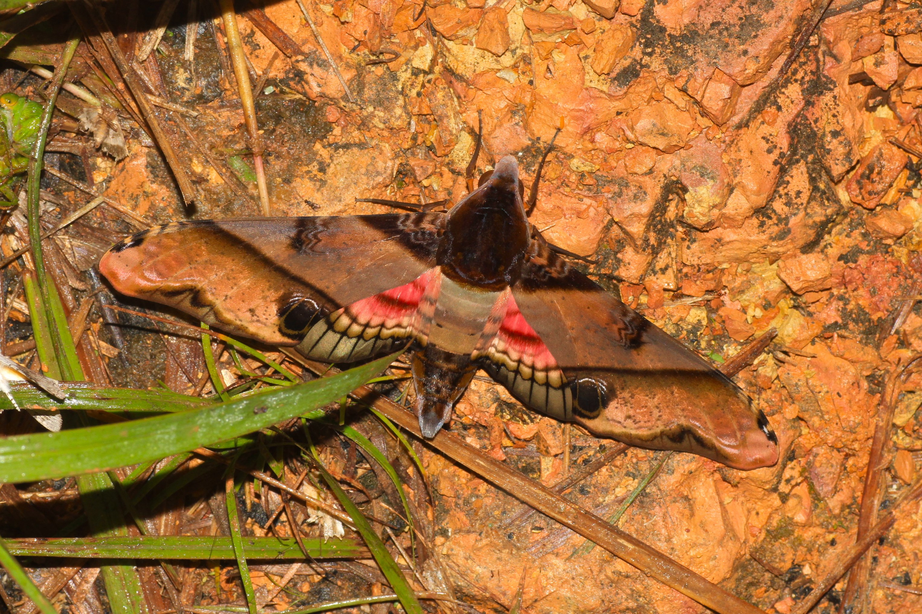 Amplypterus panopus (Sphingidae) (5716594151)