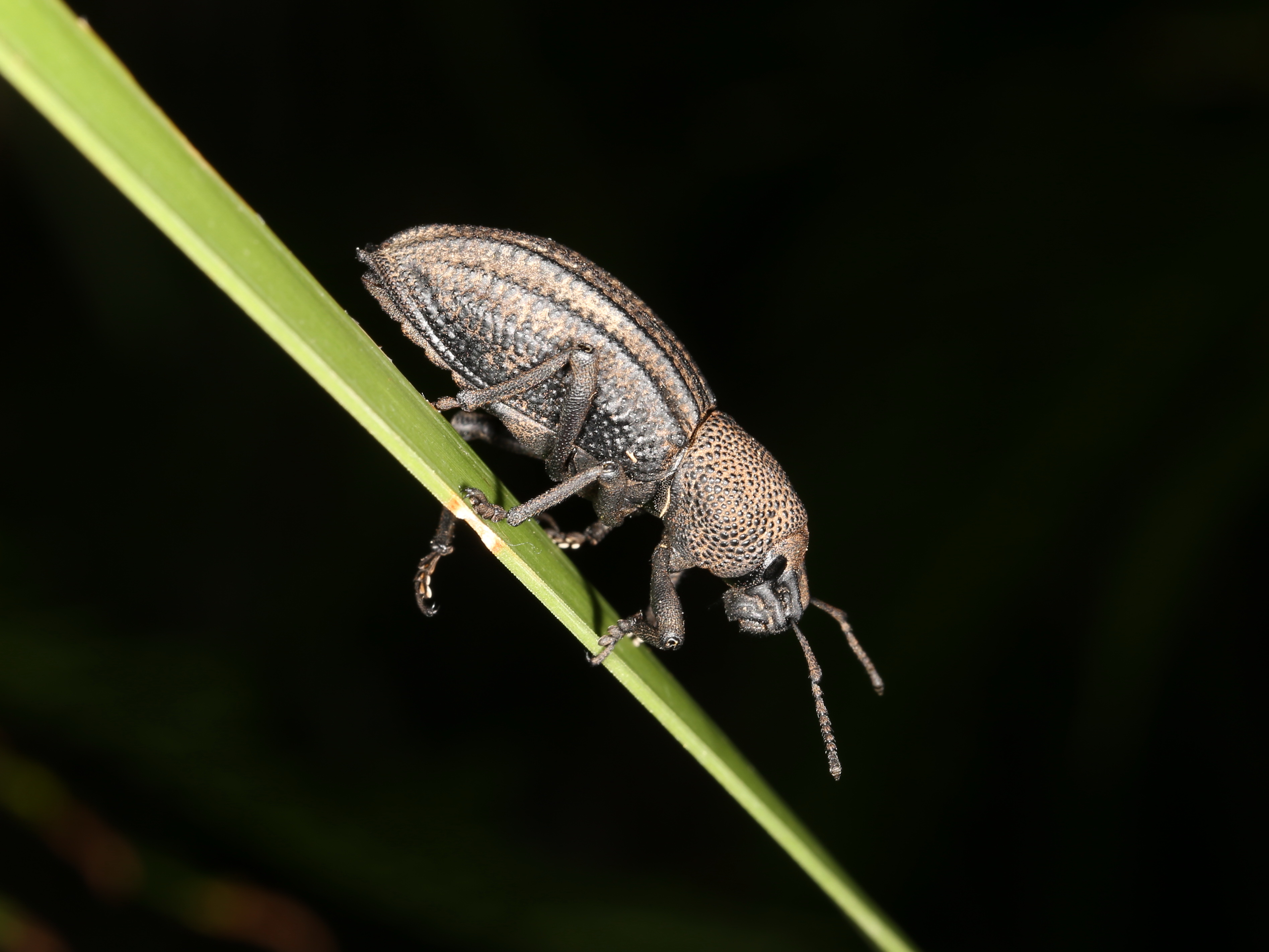 Amycterini sp. (41712838885)