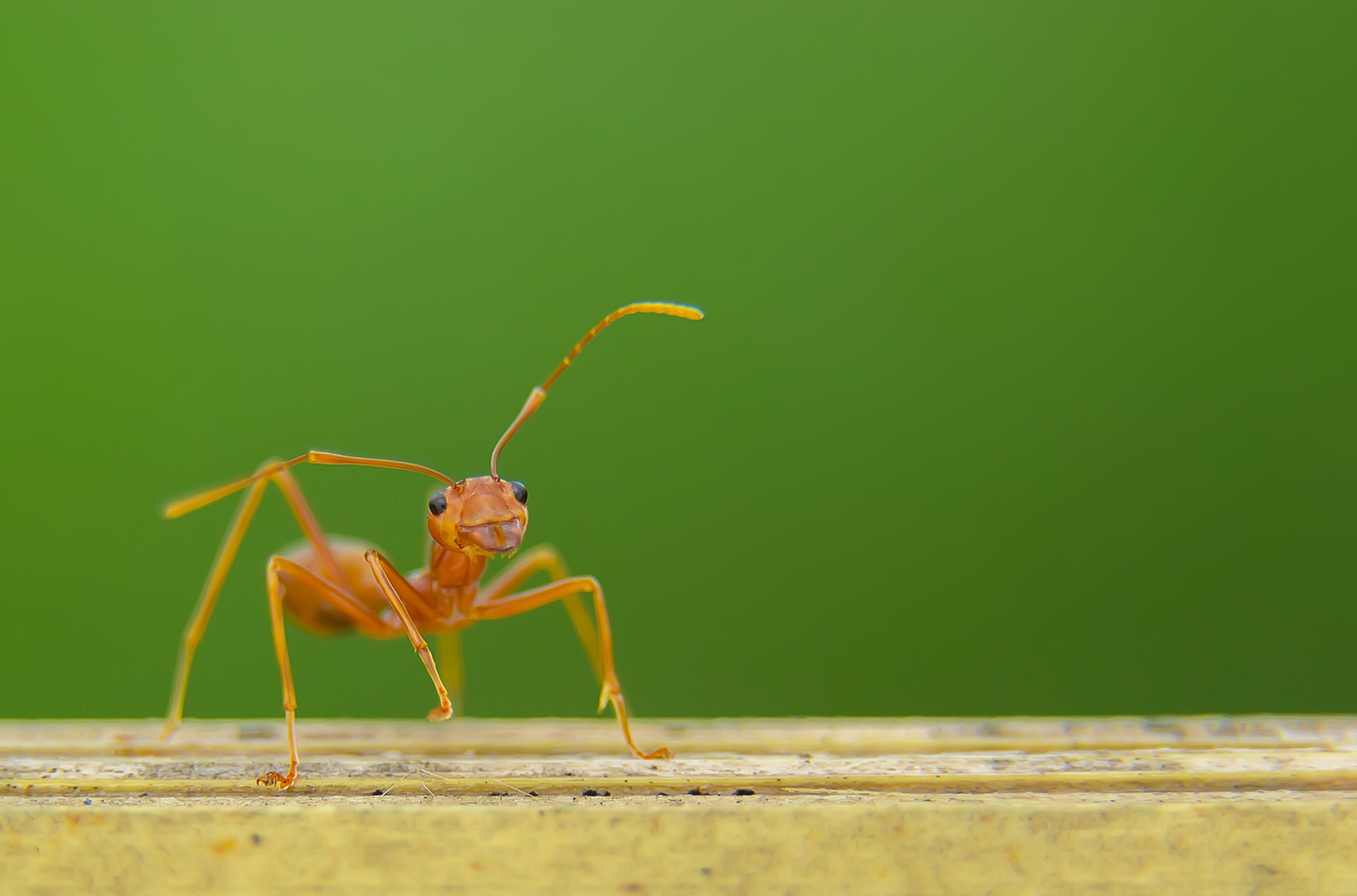 An Ant