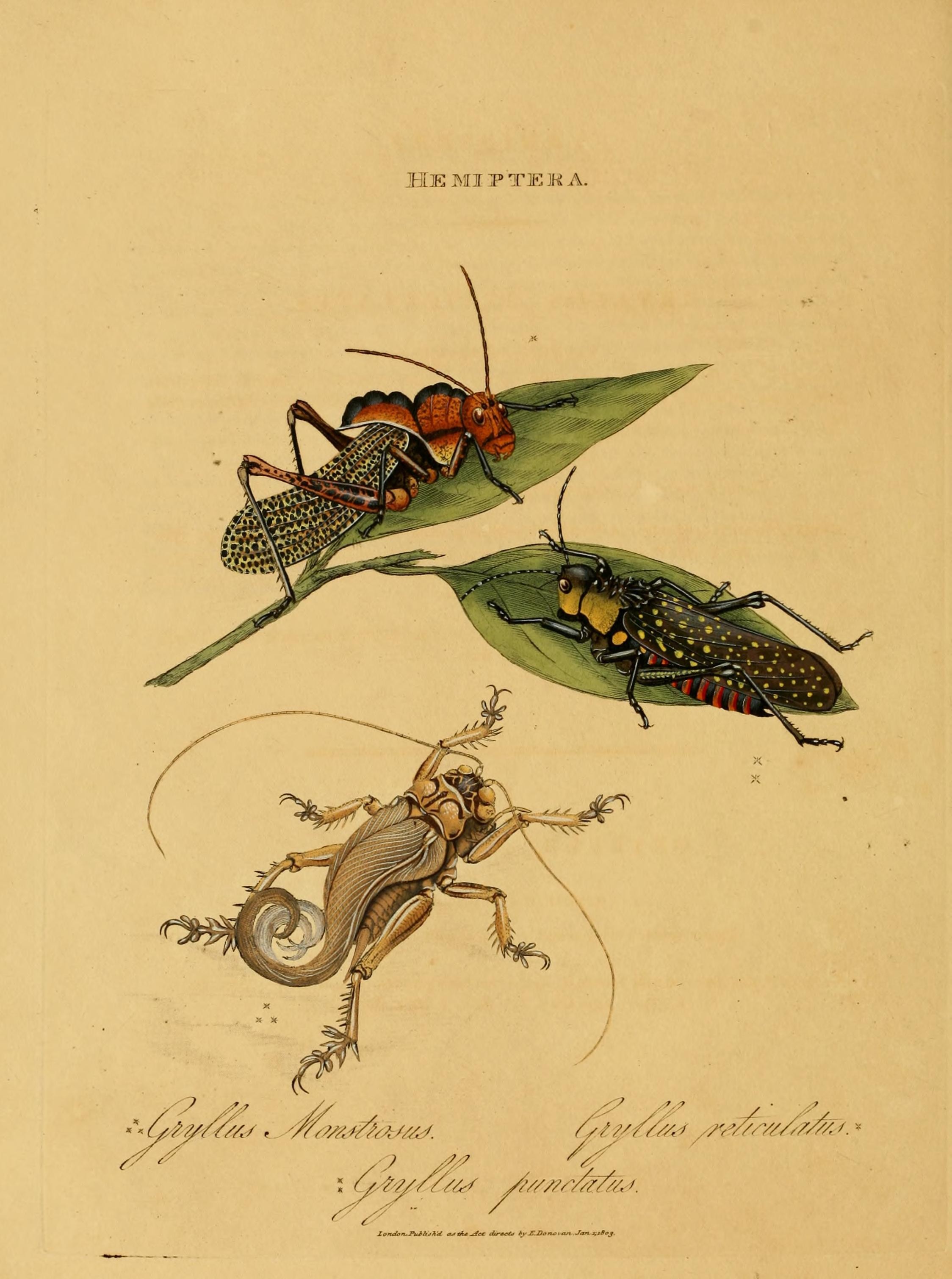 An epitome of the natural history of the insects of India (Plate 12) (6992579532)