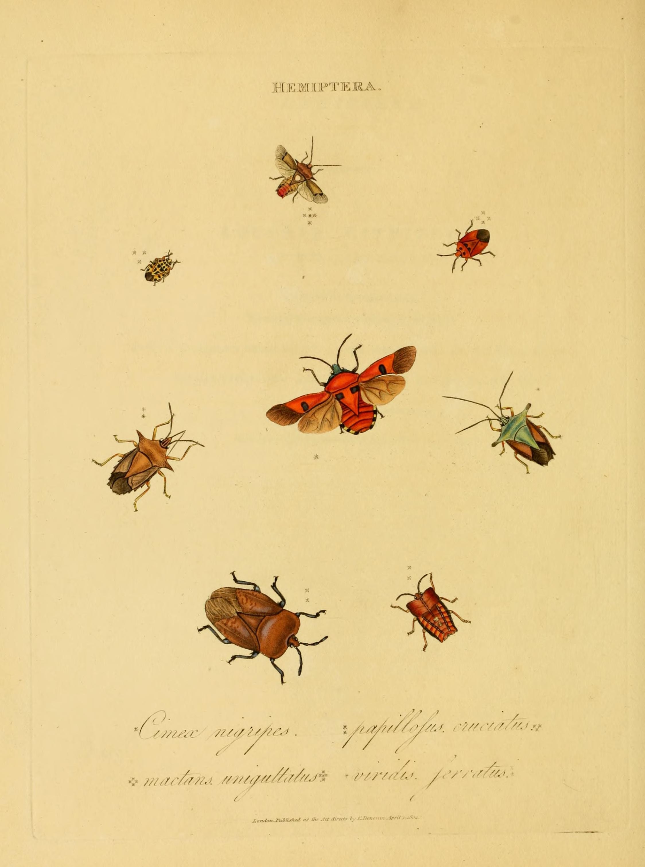 An epitome of the natural history of the insects of India (Plate 14) (6992580526)