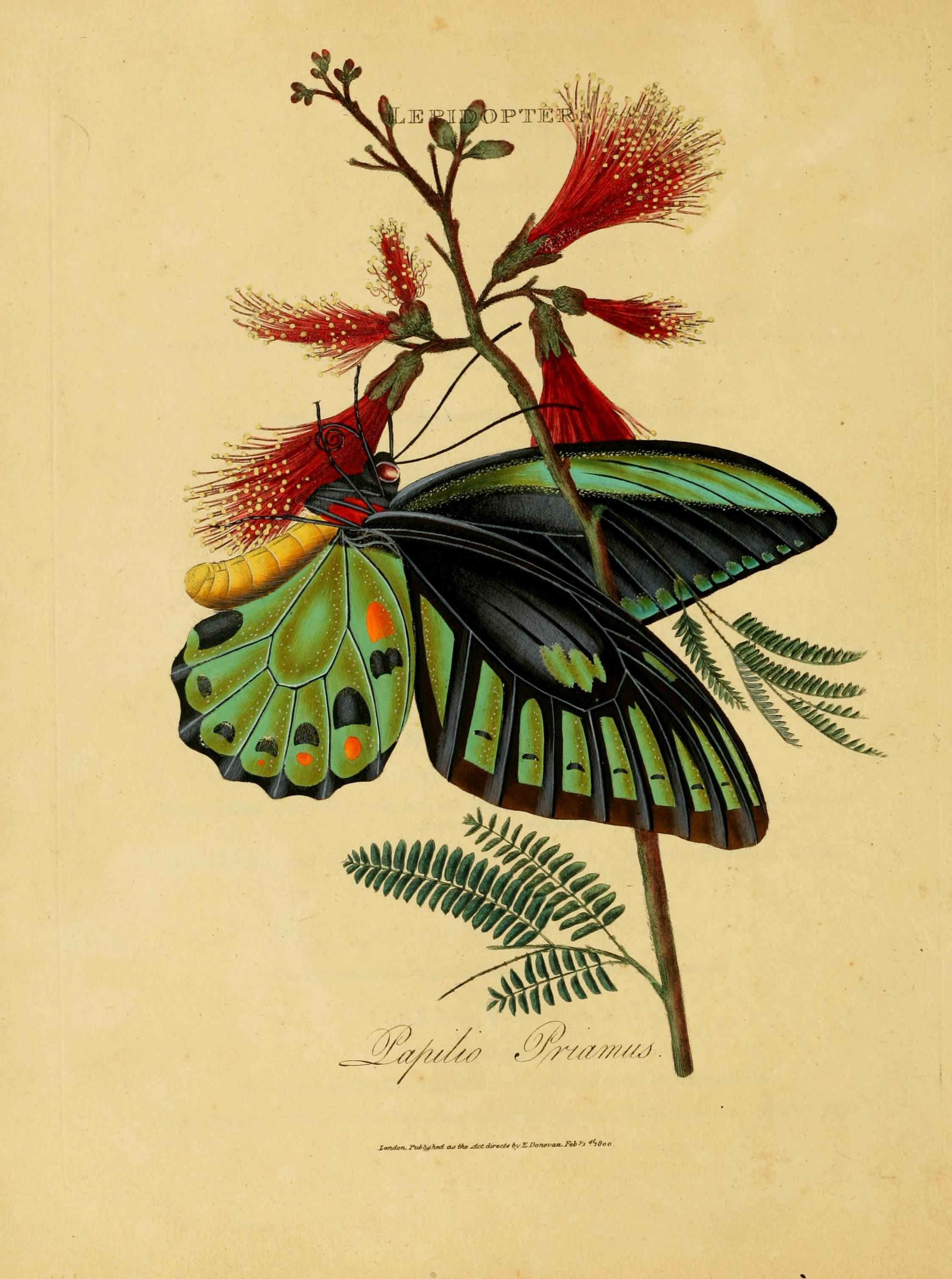 An epitome of the natural history of the insects of India (Plate 15) (7138663957)