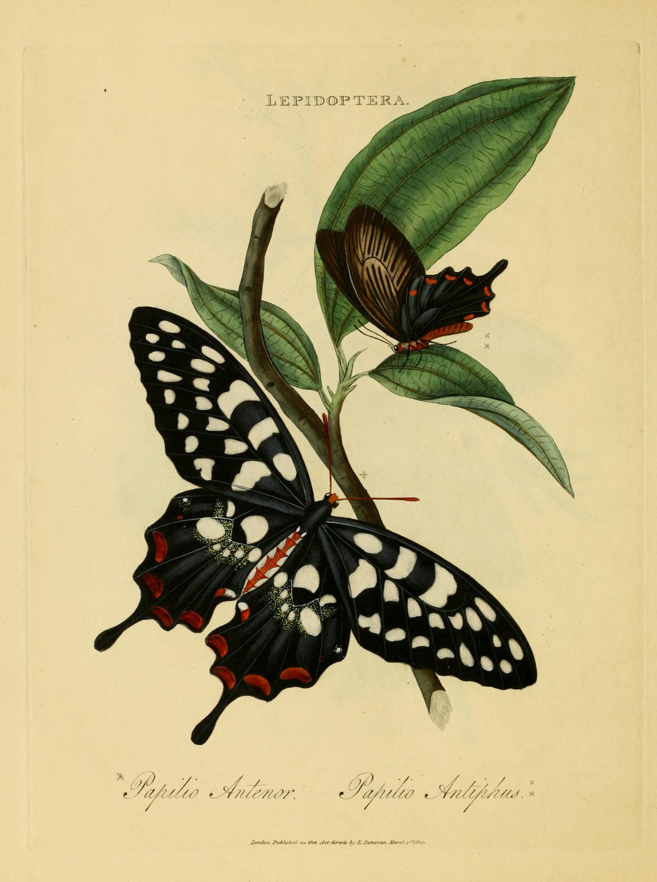 An epitome of the natural history of the insects of India (Plate 16) (7138664431)