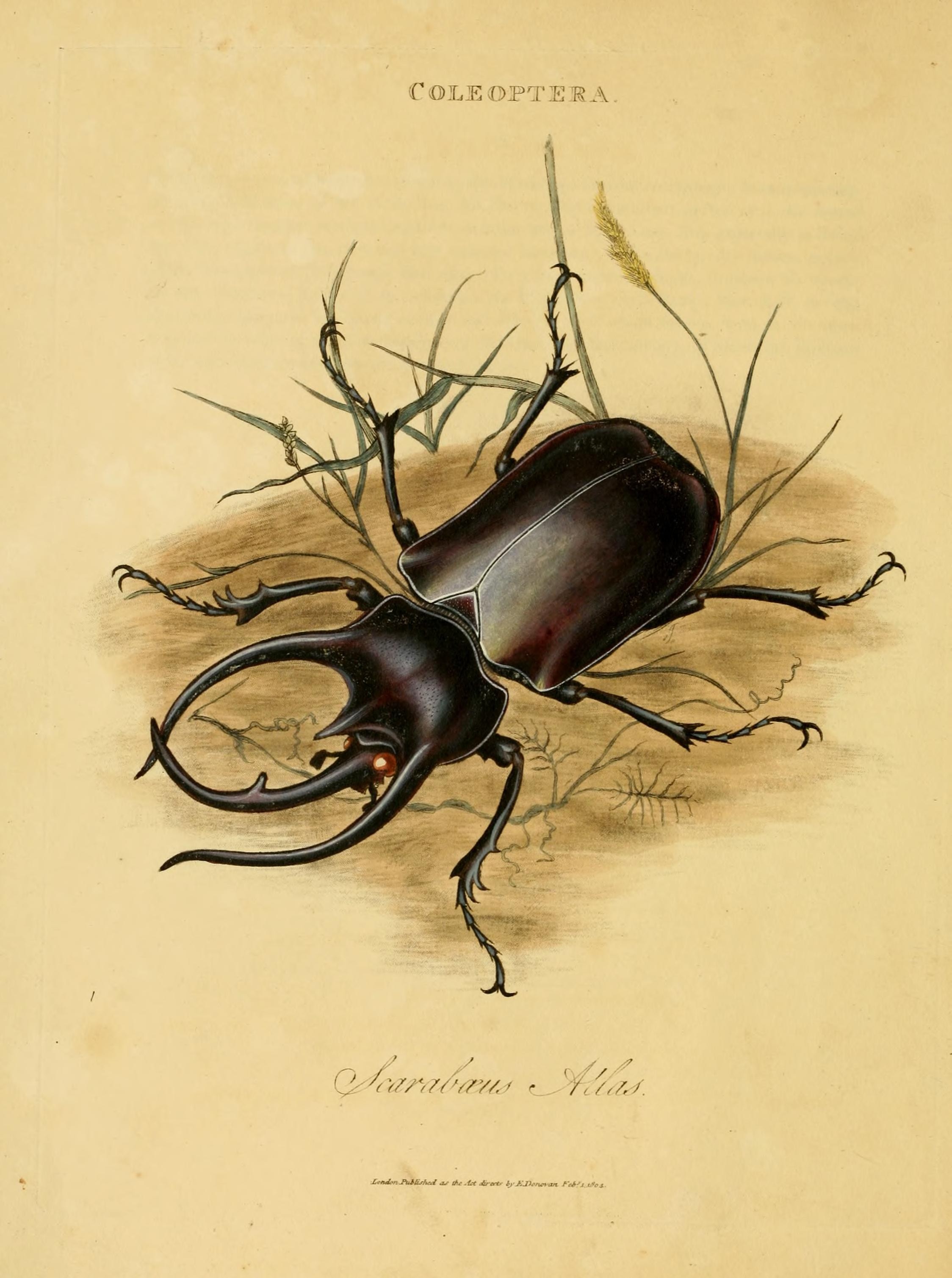 An epitome of the natural history of the insects of India (Plate 1) (7138655609)