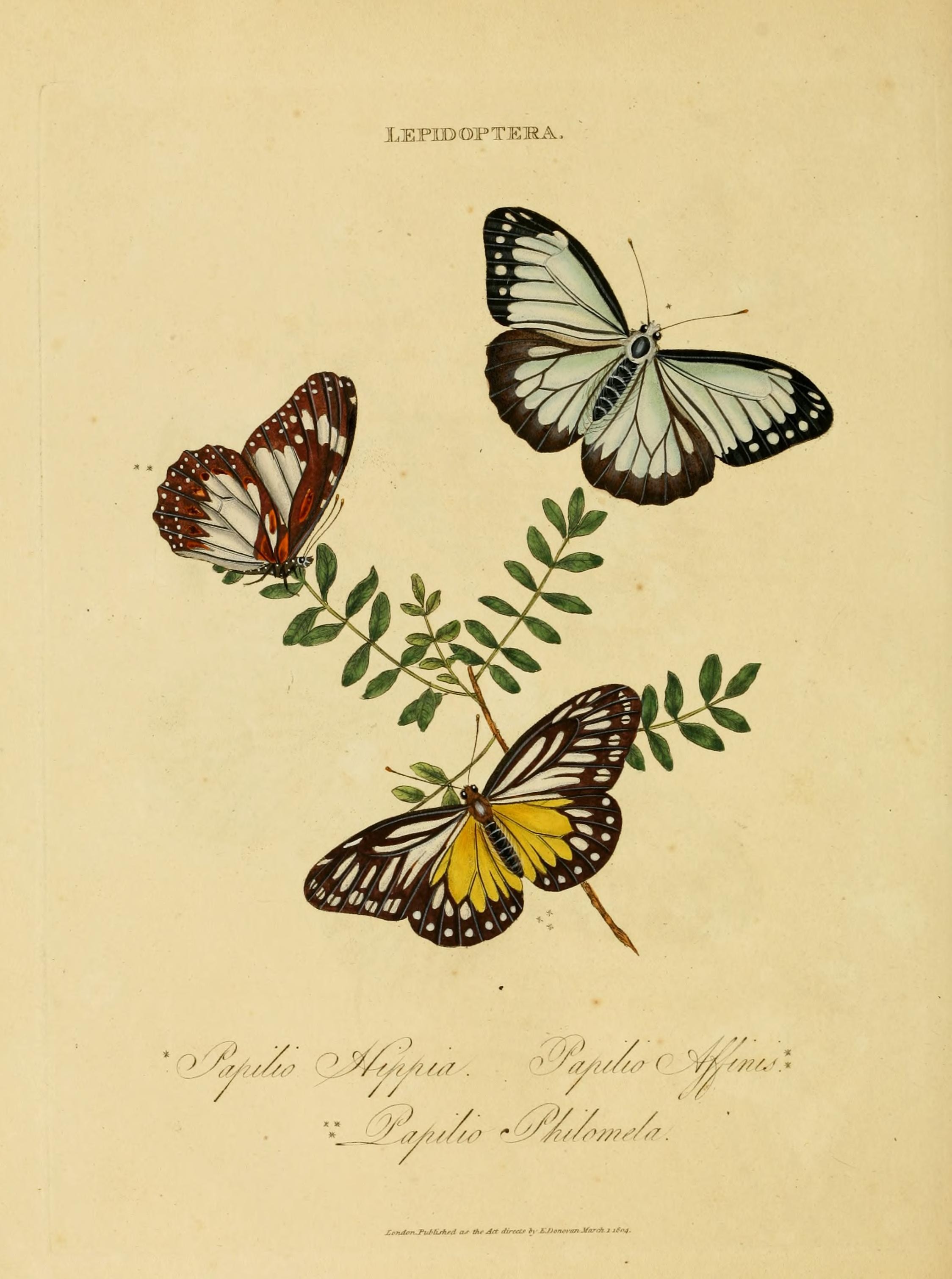An epitome of the natural history of the insects of India (Plate 25) (7138670247)