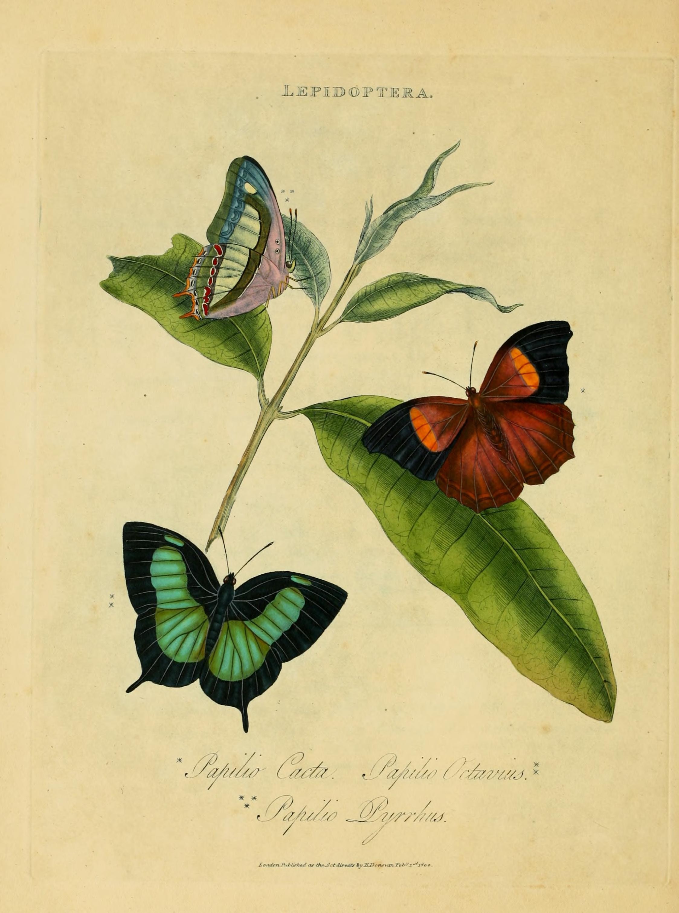 An epitome of the natural history of the insects of India (Plate 28) (7138672231)