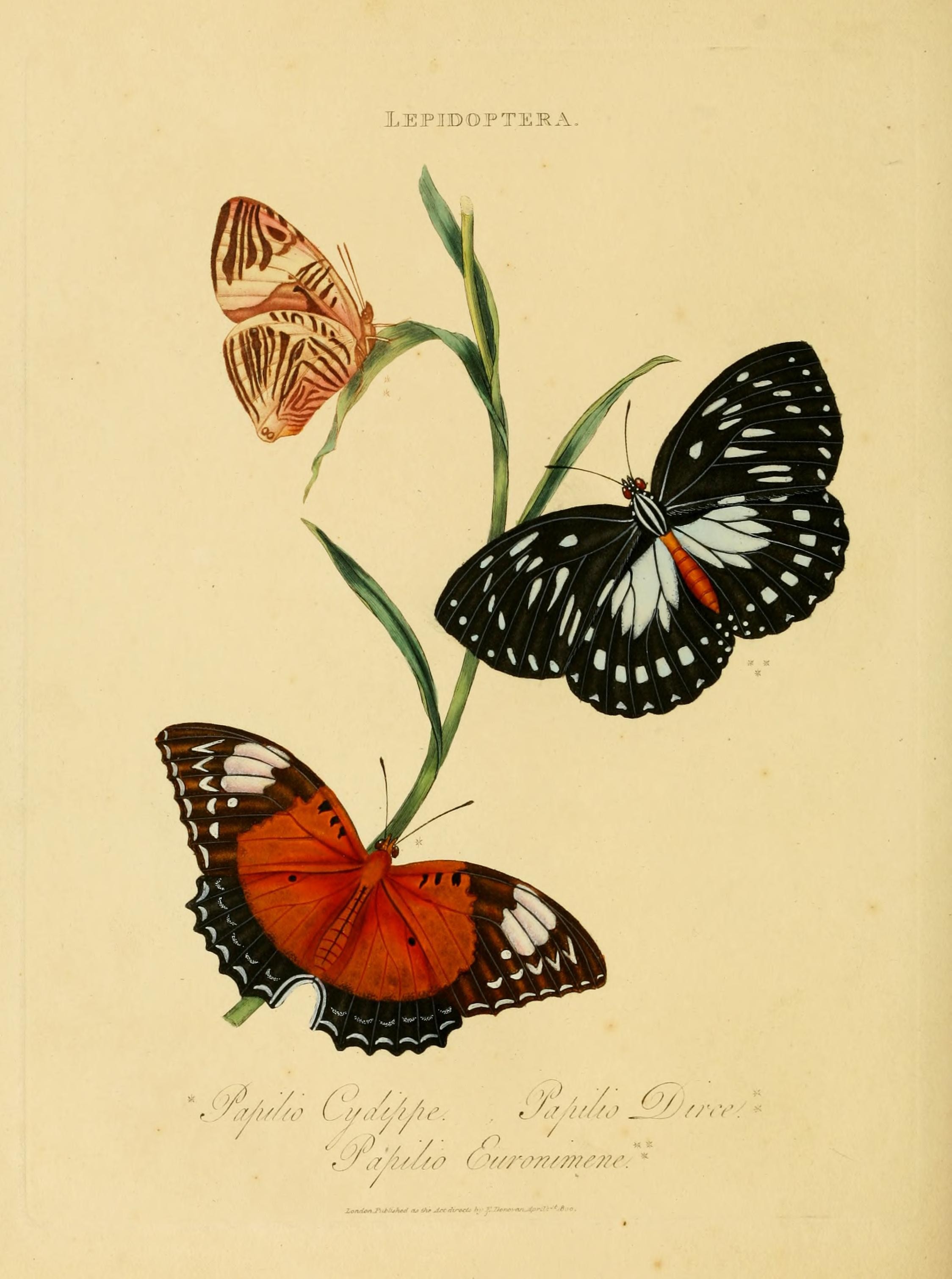 An epitome of the natural history of the insects of India (Plate 33) (6992592200)