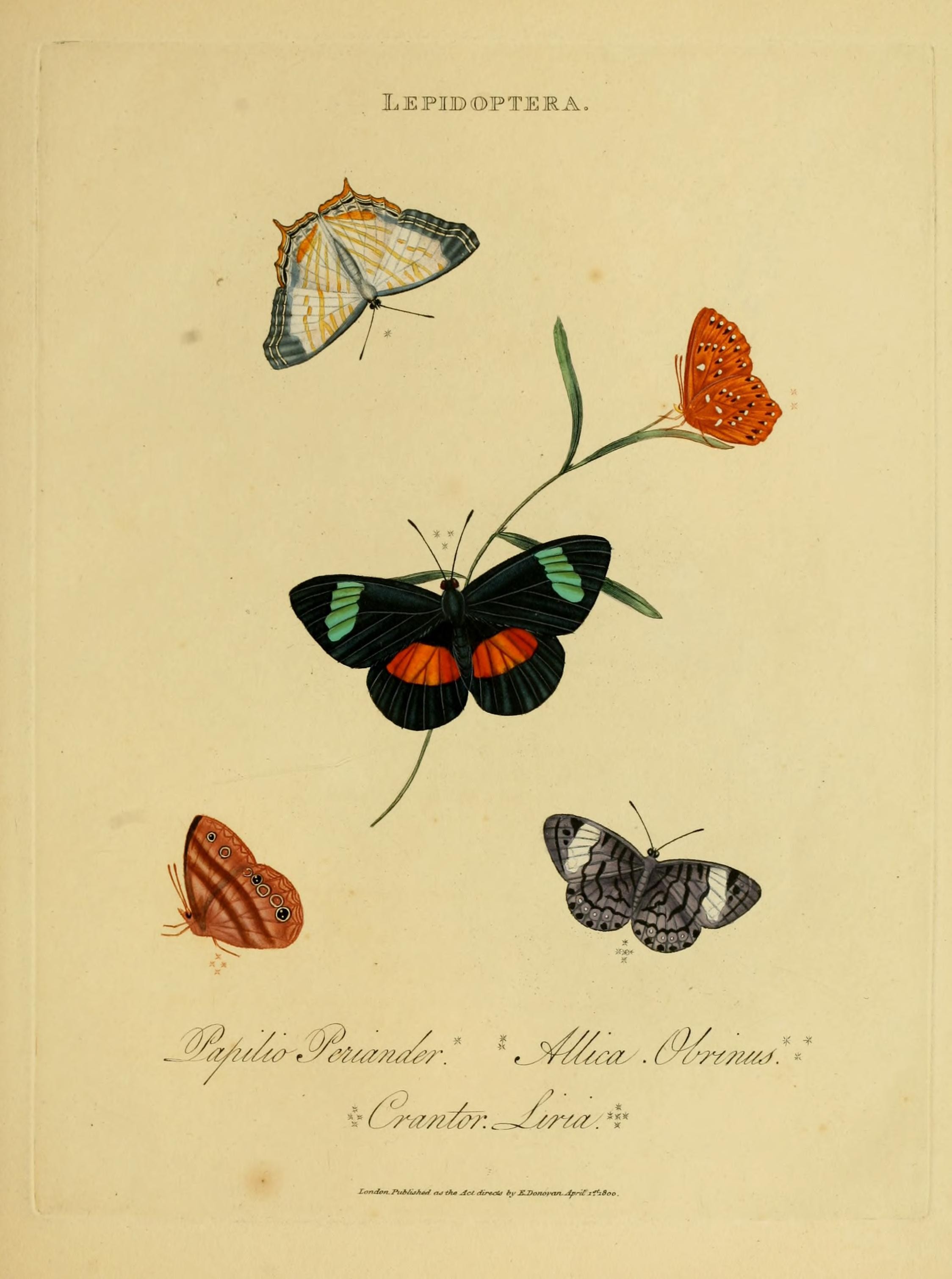 An epitome of the natural history of the insects of India (Plate 36) (7138677335)