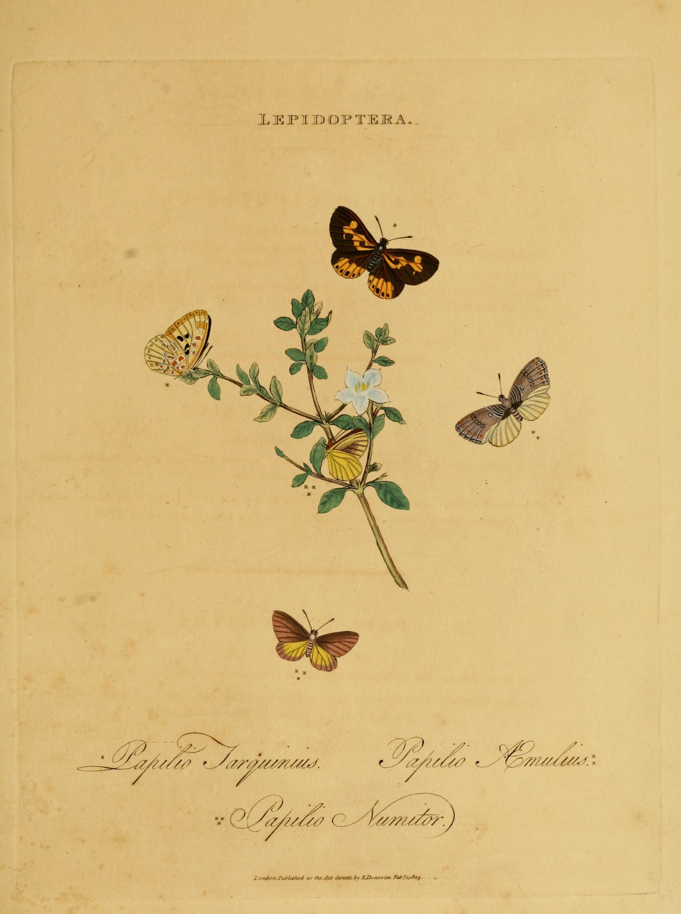 An epitome of the natural history of the insects of India (Plate 41) (7138679799)