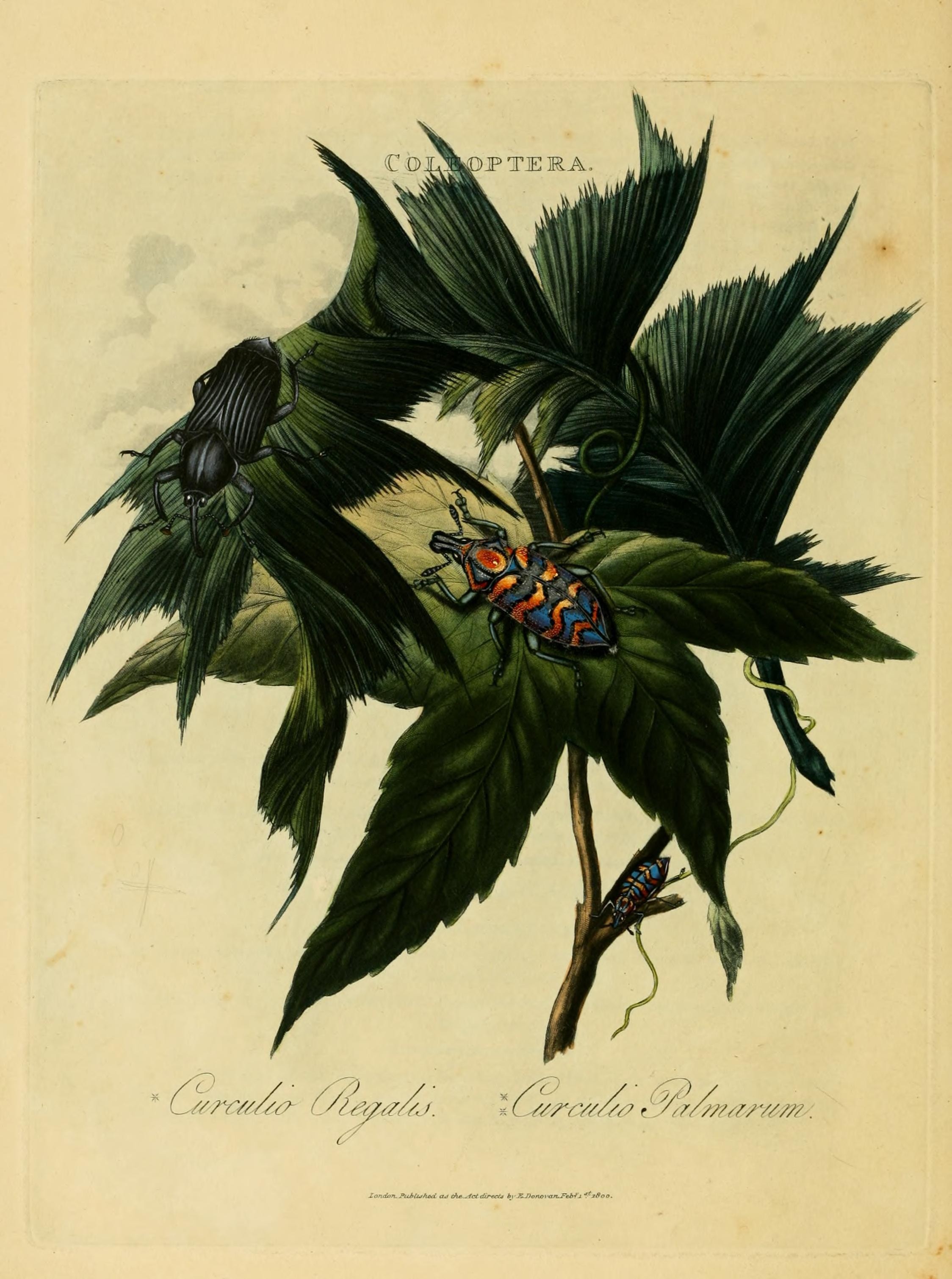 An epitome of the natural history of the insects of India (Plate 6) (6992575212)