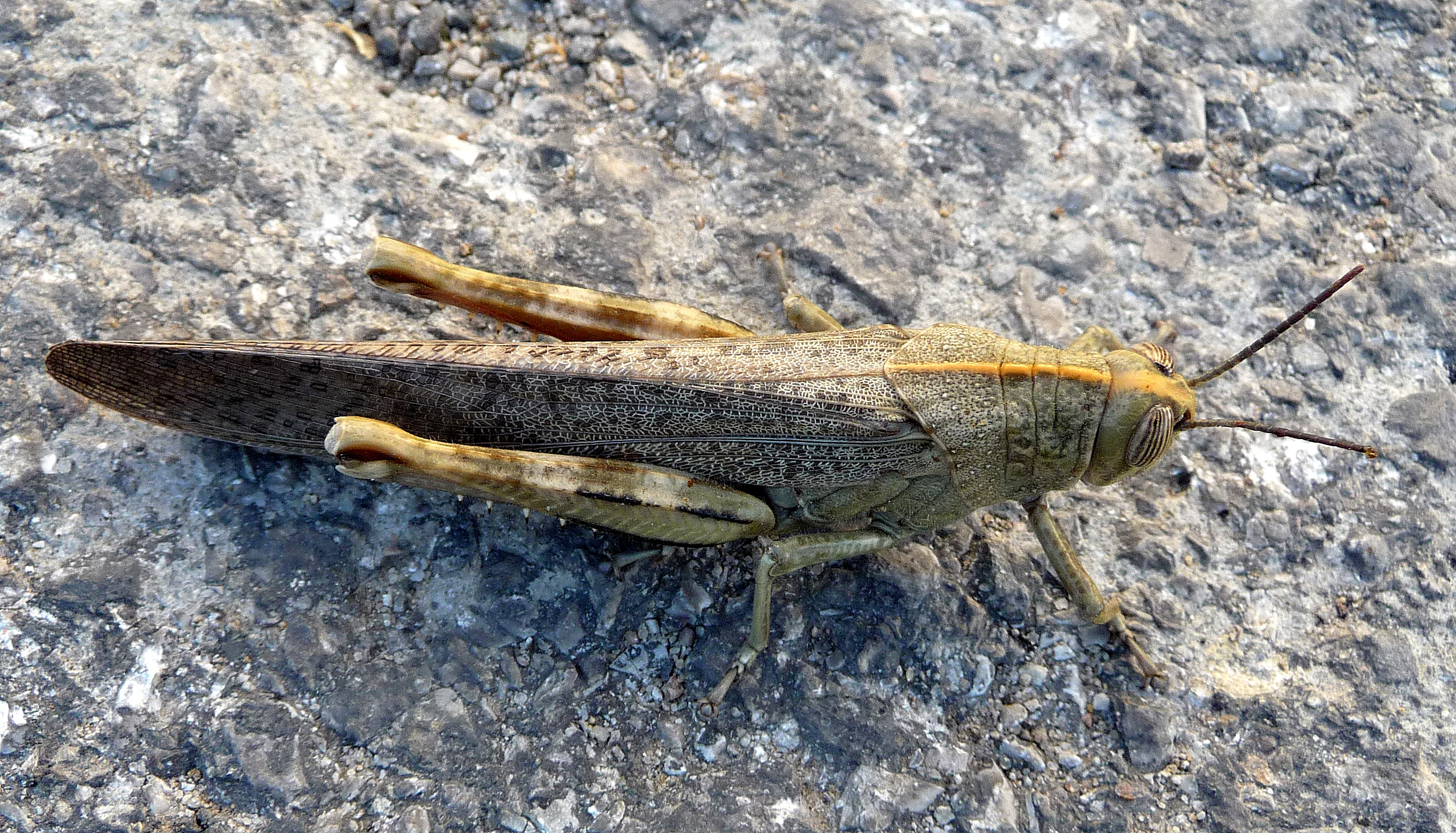 Anacridium aegyptium. Male - Flickr - gailhampshire