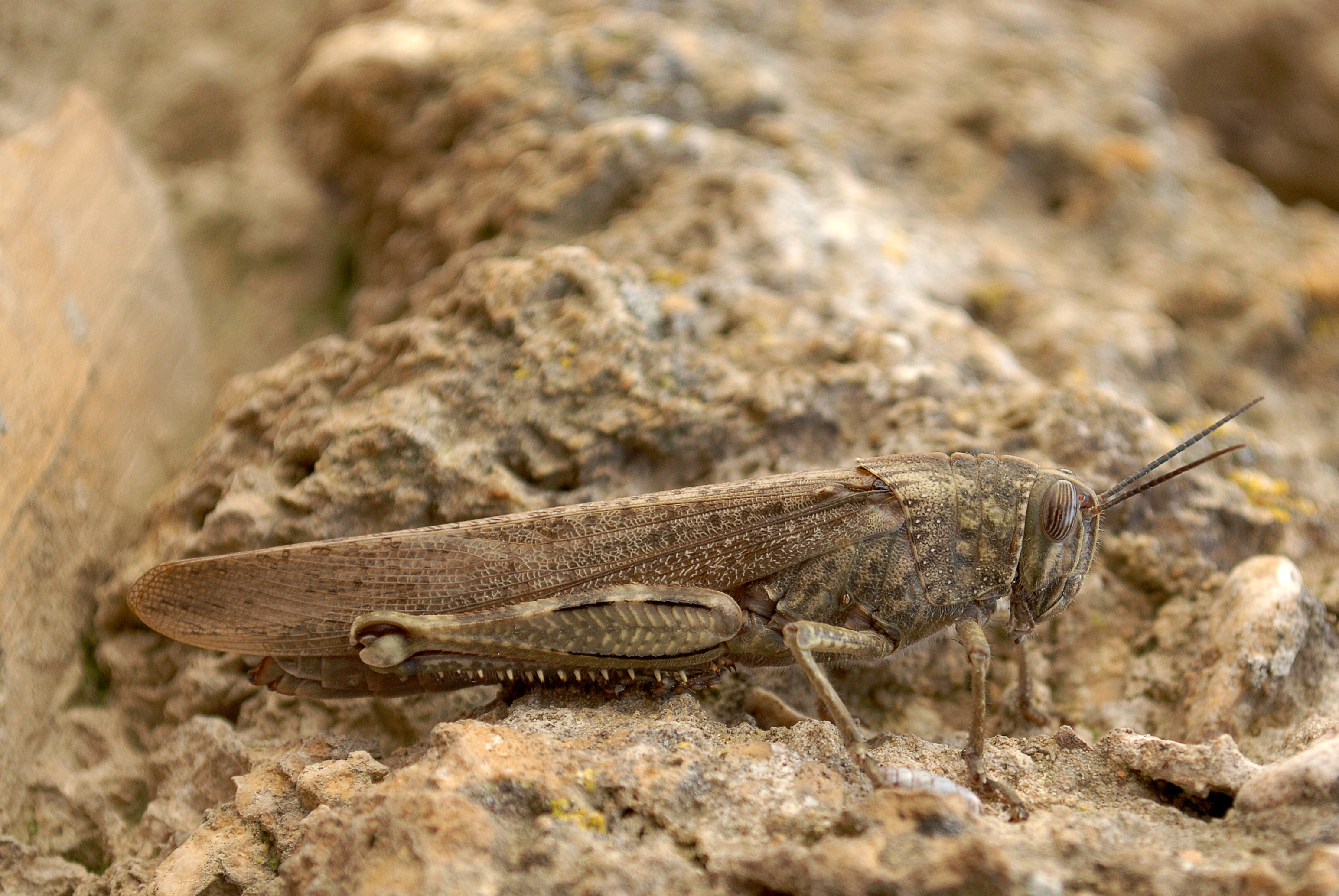 Anacridium aegyptium (3103764342)