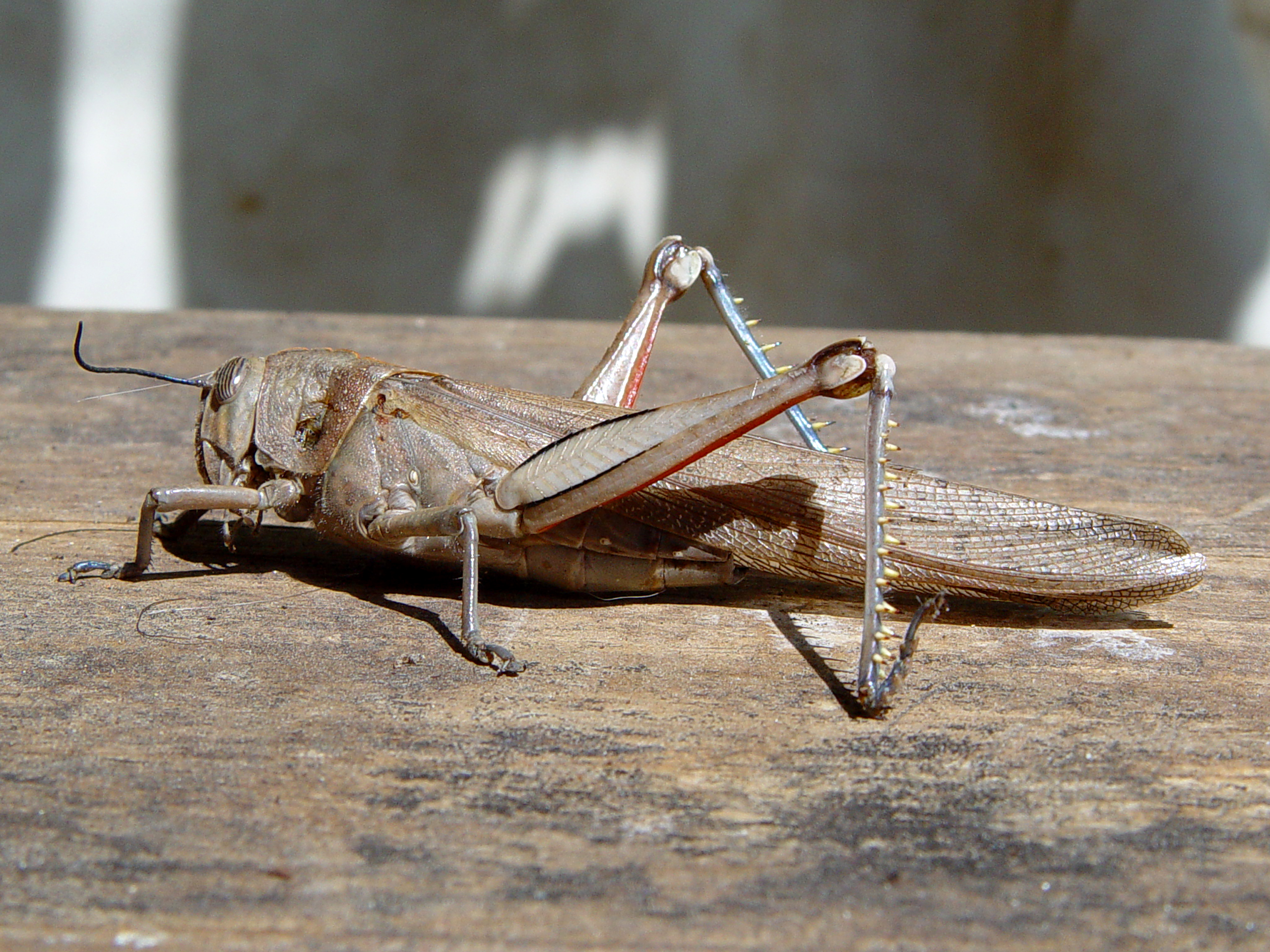 Anacridium aegyptium TA