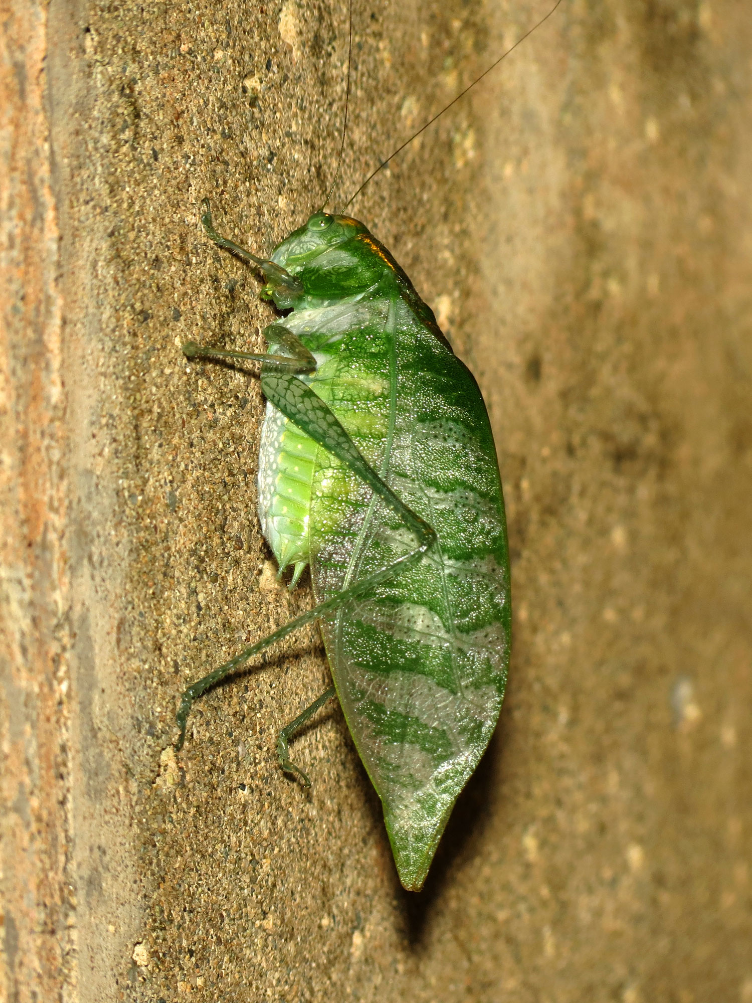 Anapolisia Katydid - Flickr - treegrow