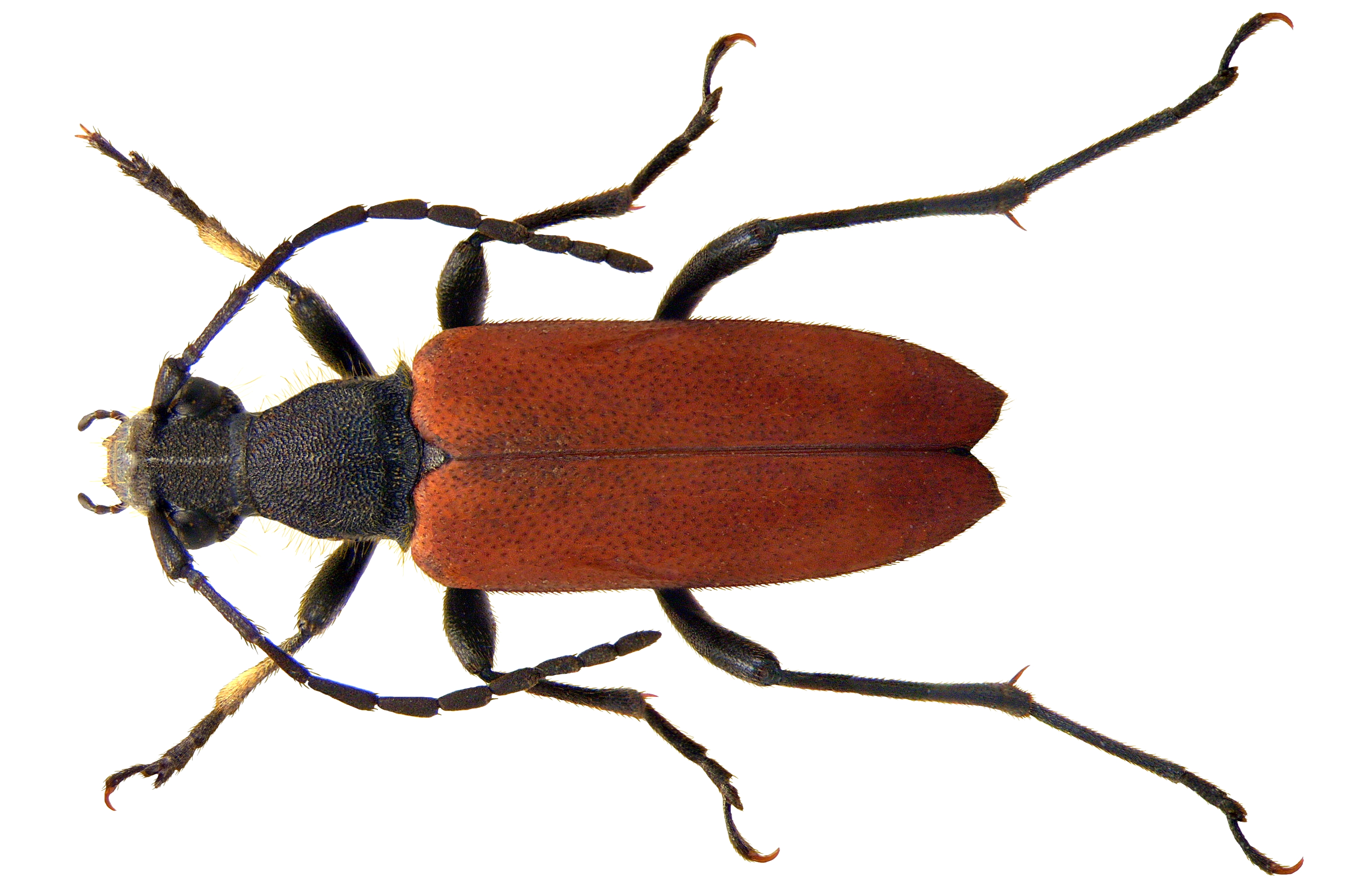 Anastrangalia sanguinolenta (Linné, 1761) female (3720592835) (2)
