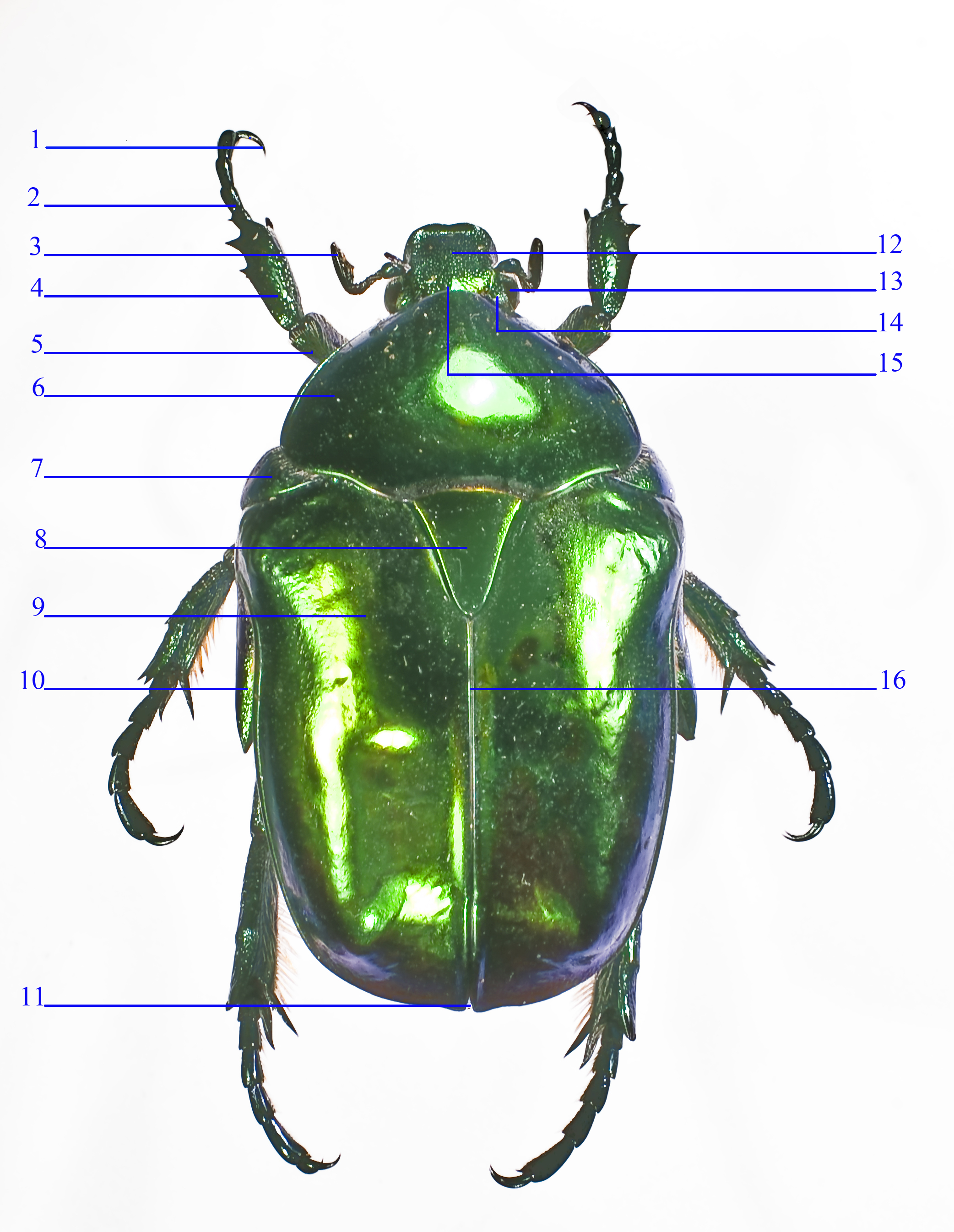 Anatomie Cétoine (face dorsale)