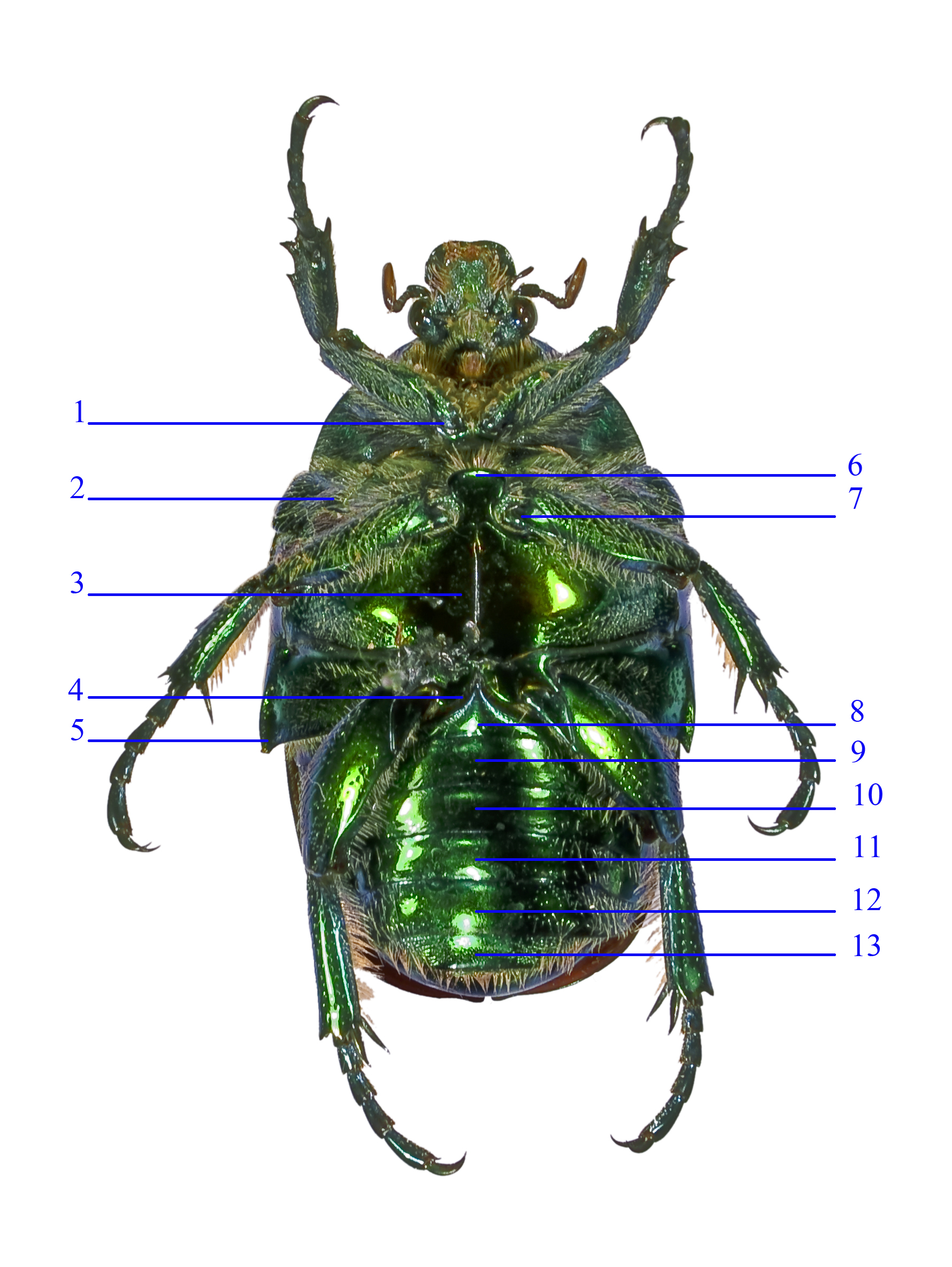 Anatomie Cétoine (face ventrale)